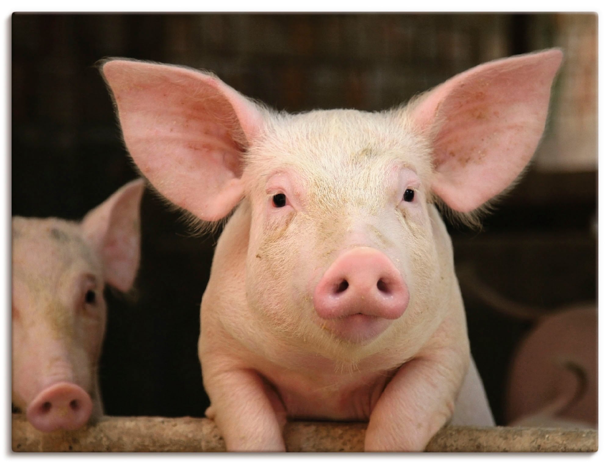 Image of Artland Leinwandbild "Vorwitziges Schwein" Haustiere 1 Stk. tlg. auf Holzrahmen gespannt