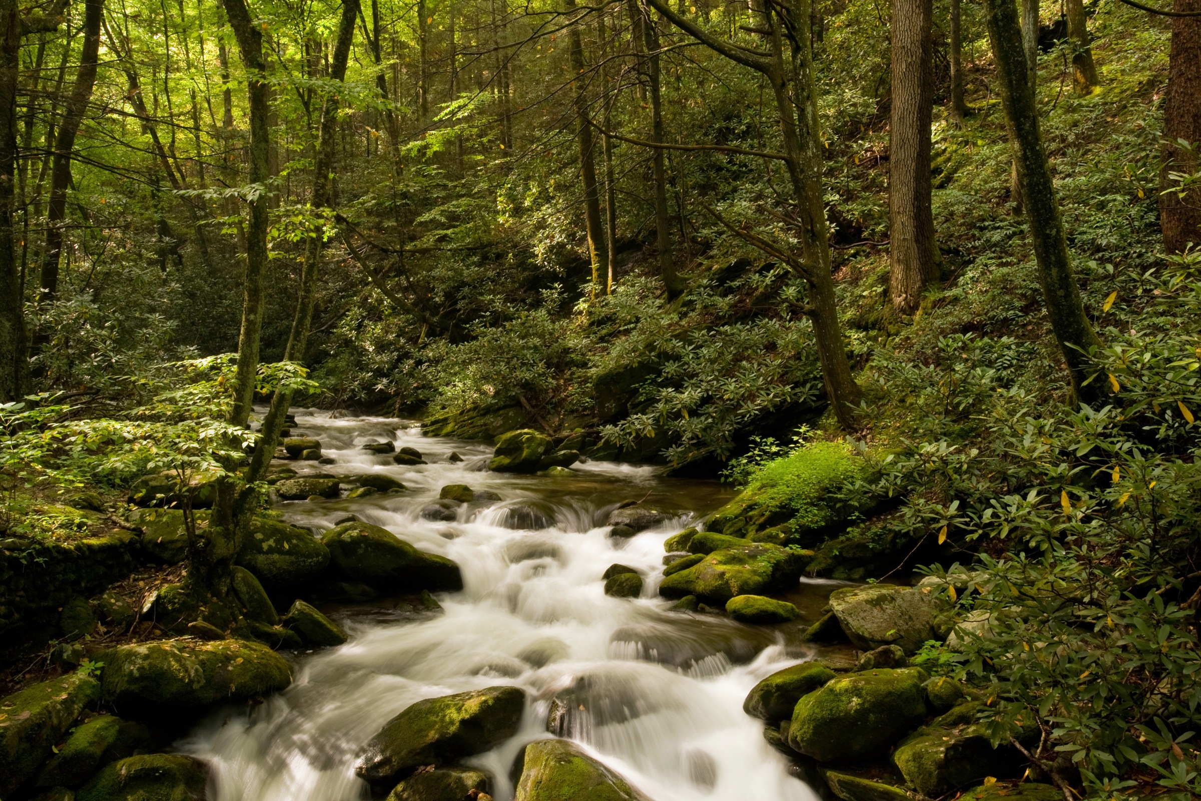 Image of Papermoon Fototapete "BACH IM WALD-BÄUME FLUSS SEE STEINE BLUMEN BERGE SONNE"