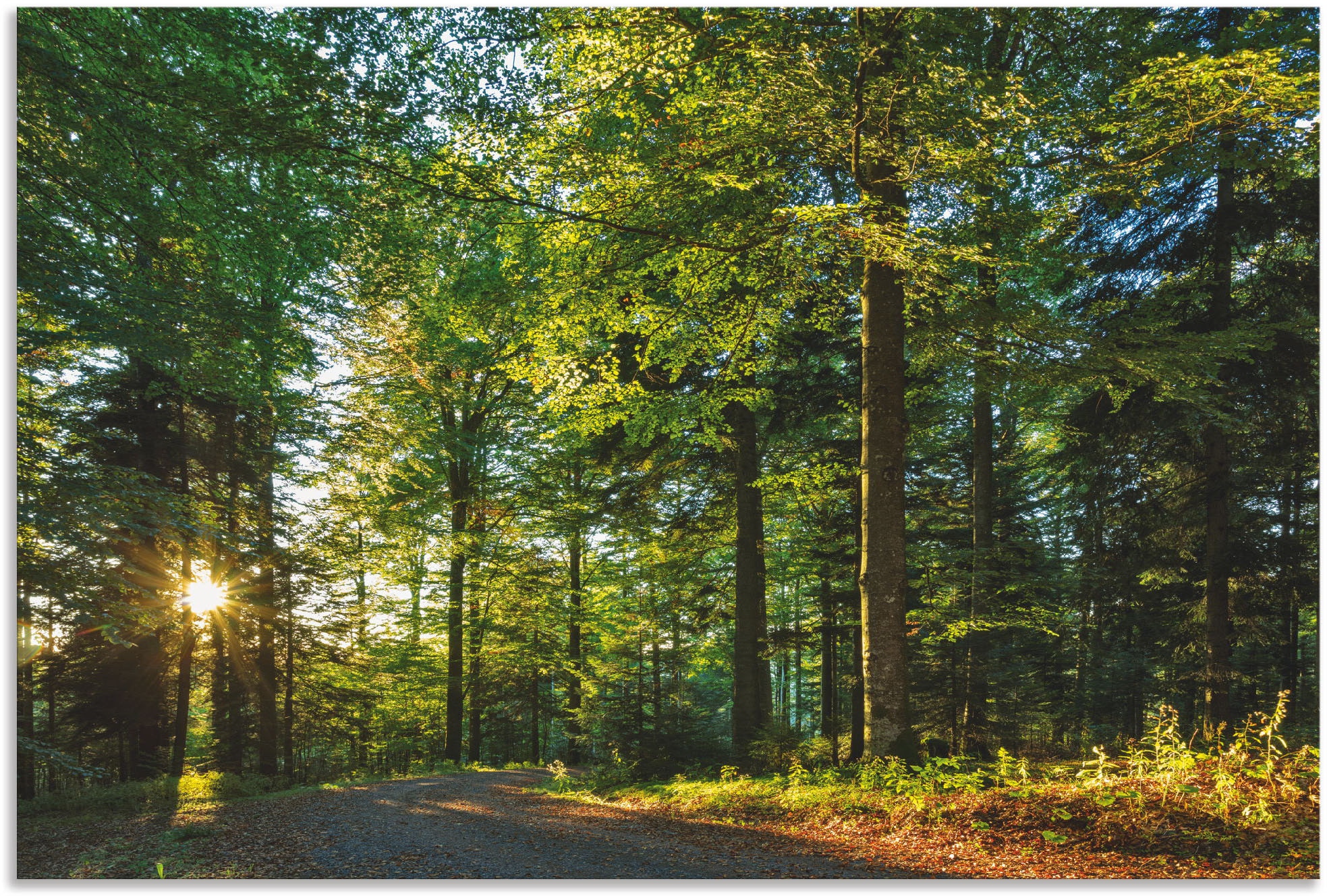 Image of Artland Wandbild "Waldweg im Romantischen Schwarzwald" Waldbilder 1 Stk. tlg. als Alubild, Leinwandbild in verschied. Grössen