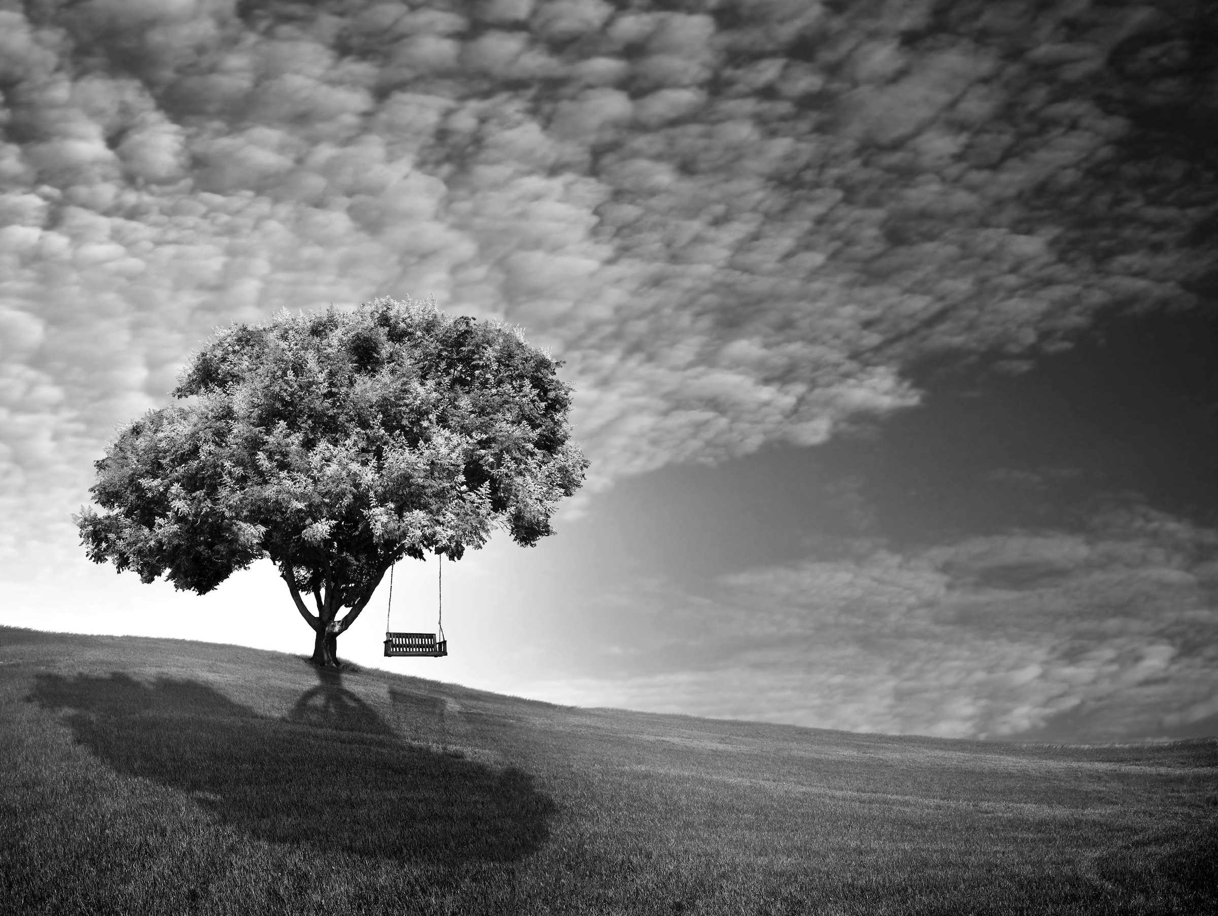 Image of Papermoon Fototapete "Baum Schwarz & Weiss"