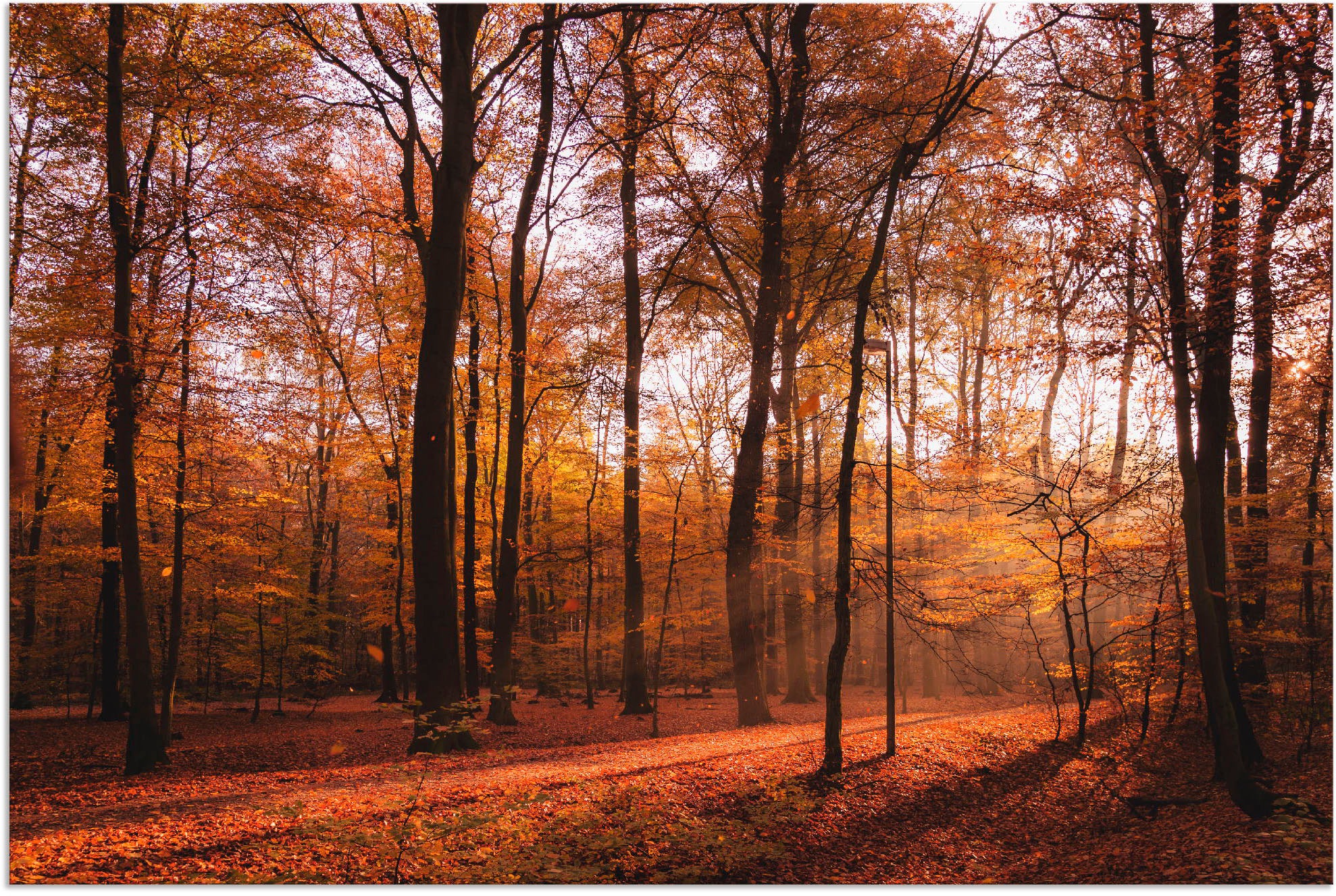 Image of Artland Wandbild »Sonnenaufgang im Herbst II«, Wald, (1 St.), in vielen Grössen & Produktarten - Alubild / Outdoorbild für den Aussenbereich, Leinwandbild, Poster, Wandaufkleber / Wandtattoo auch für Badezimmer geeignet bei Ackermann Versand Schweiz