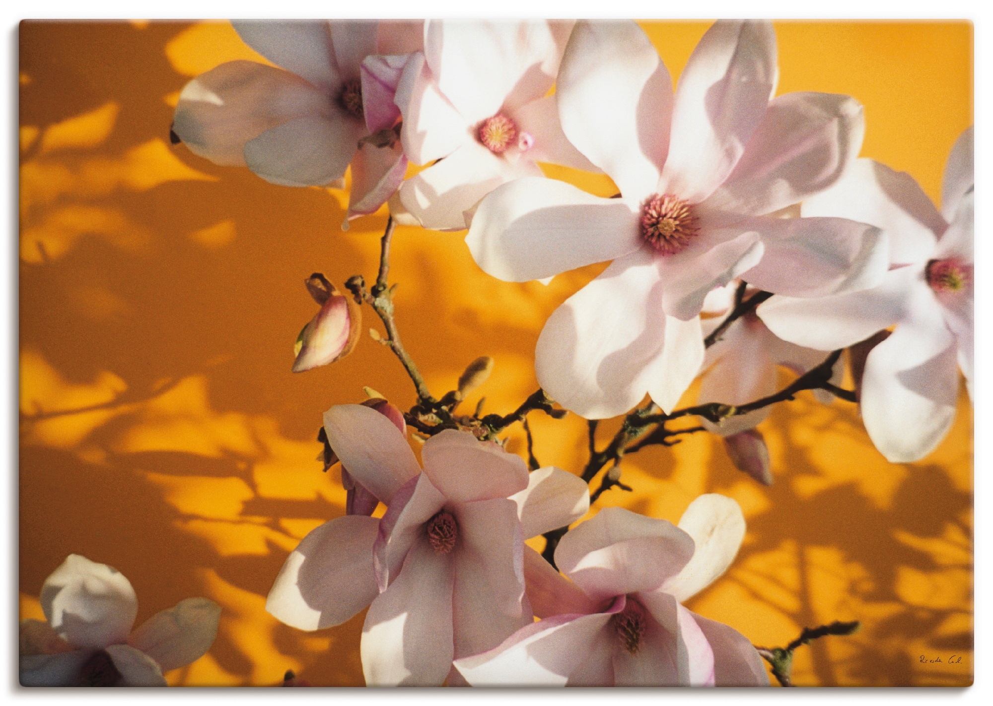 als oder Leinwandbild, Alubild, St.), in kaufen versch. (1 Grössen Blumen, Poster Wandaufkleber »Fotokollage Magnolie«, Artland Wandbild