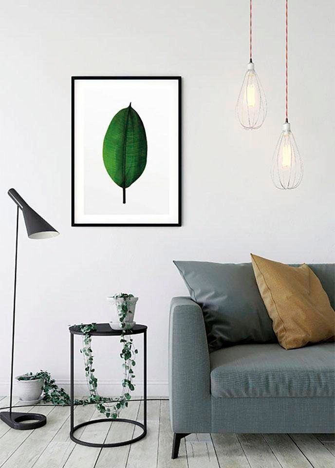 Komar Bild »Ficus Leaf« Blätter | Pflanzen 1 Stk. tlg. Wandbild zur Dekoration - ohne Rahmen