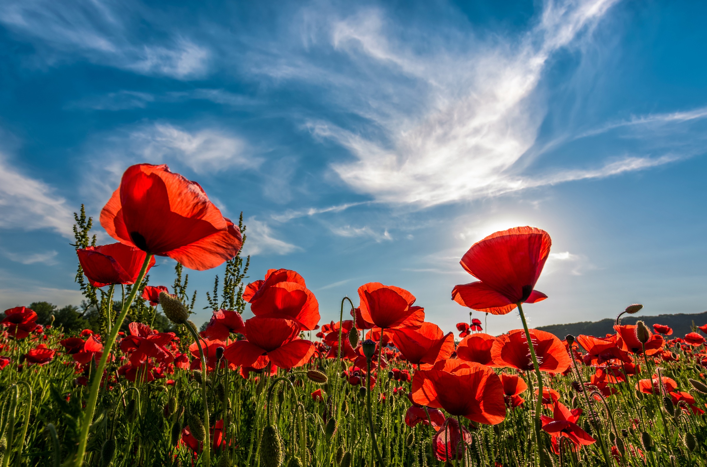 Image of Papermoon Fototapete »Poppy Flowers Field« bei Ackermann Versand Schweiz