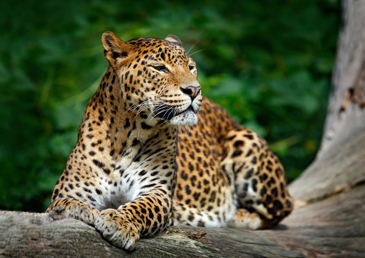 Image of Papermoon Fototapete "Leopard"