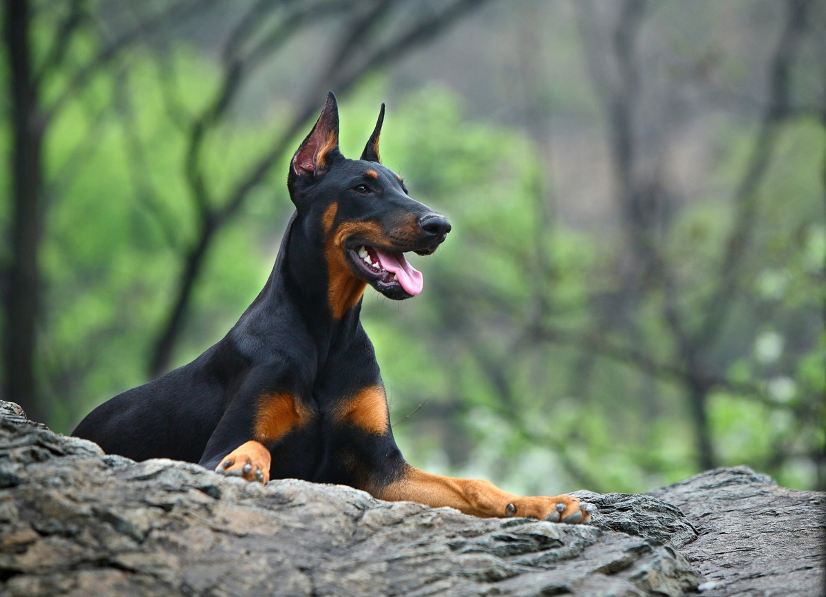 Fototapete »Hund in Natur«