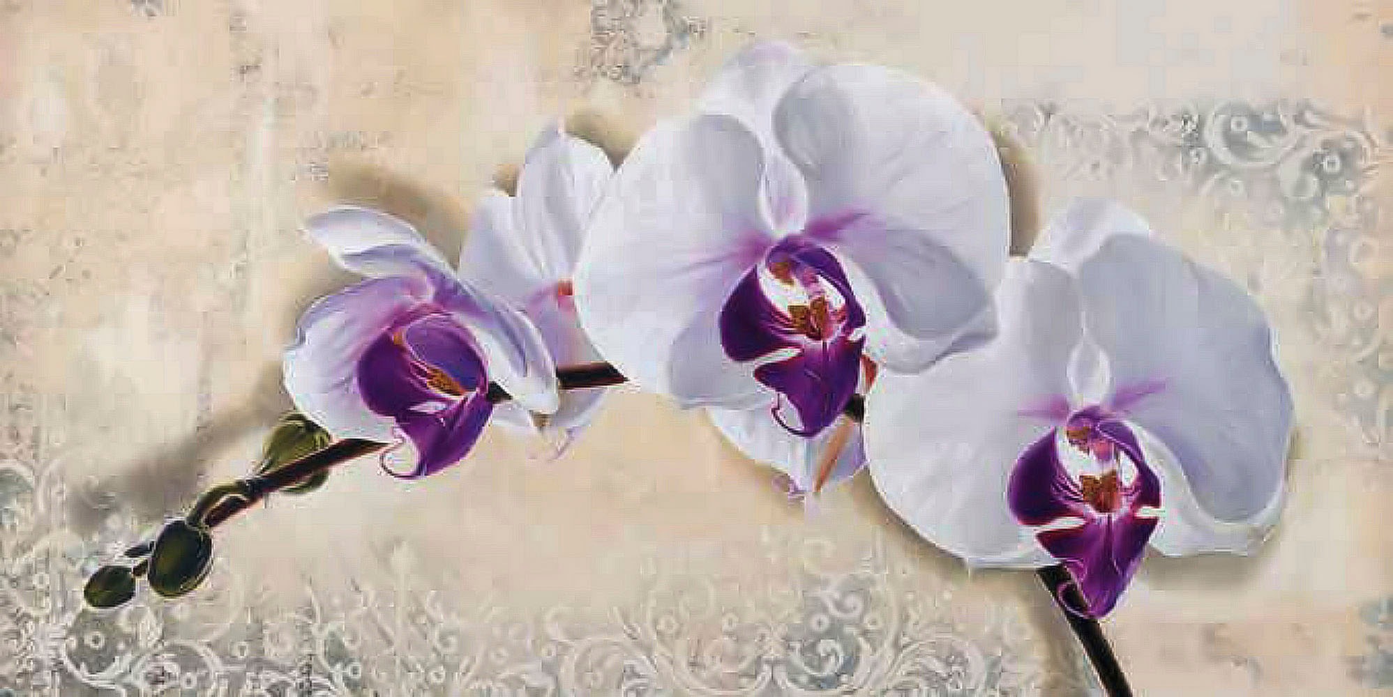 Image of Home affaire Kunstdruck »ELENA DOLCI / Royal Orchid«, (1 St.) bei Ackermann Versand Schweiz