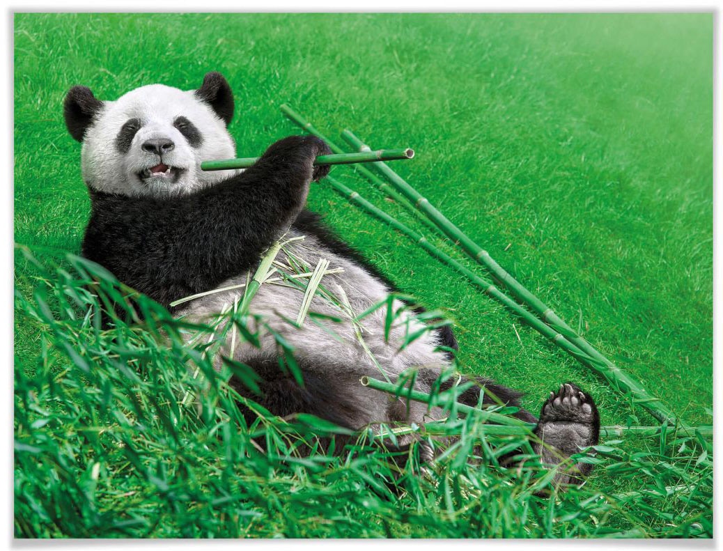 Wall-Art Poster »Waldtiere Bambus Bild, Poster, günstig Tiere, (1 Panda«, kaufen St.), Wandposter Wandbild
