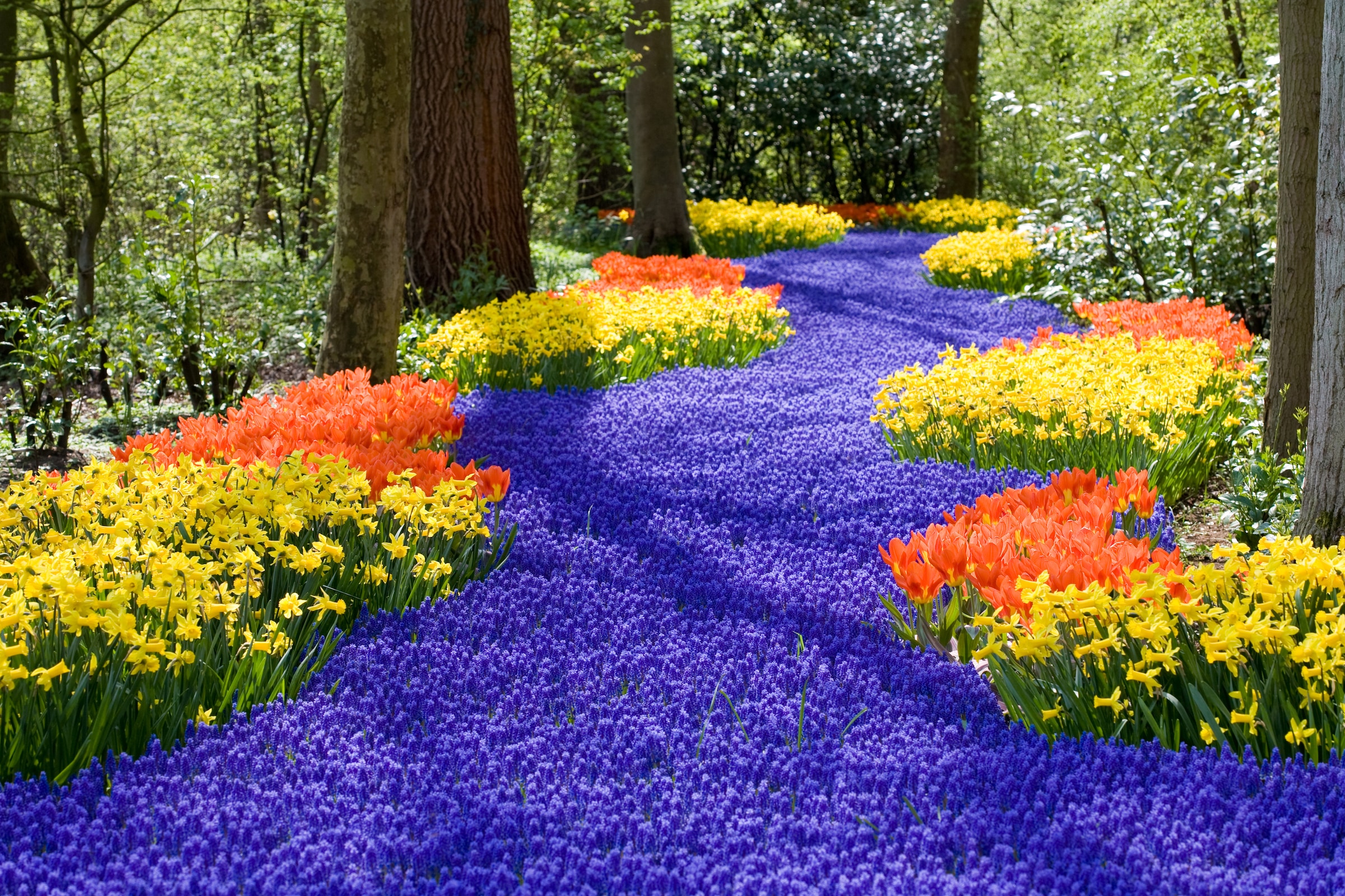 Image of Papermoon Fototapete "Spring Flowers" glatt