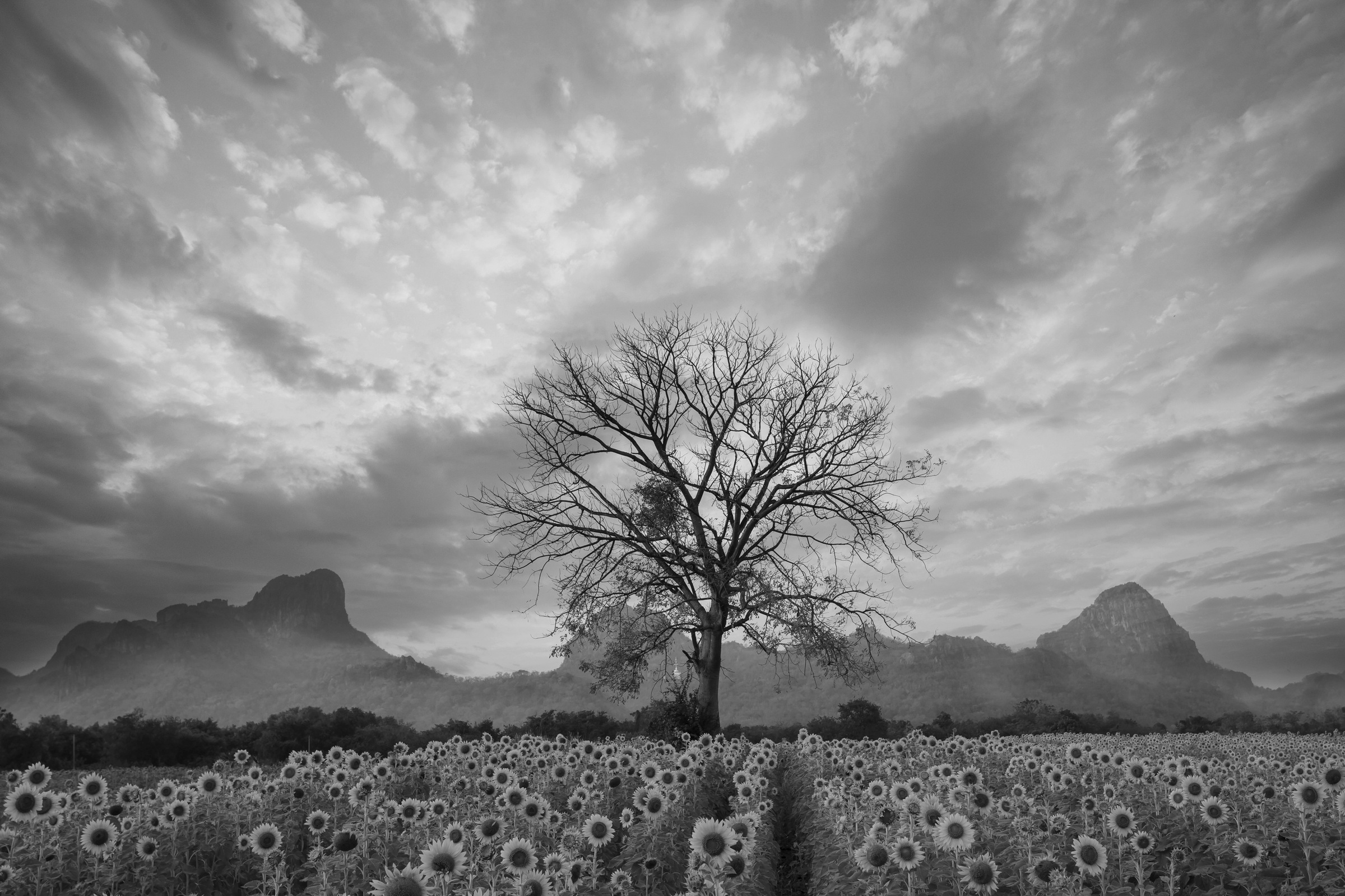 Image of Papermoon Fototapete »Sonnenblumenfeld mit Baum Schwarz & Weiss«, Vliestapete, hochwertiger Digitaldruck, inklusive Kleister bei Ackermann Versand Schweiz