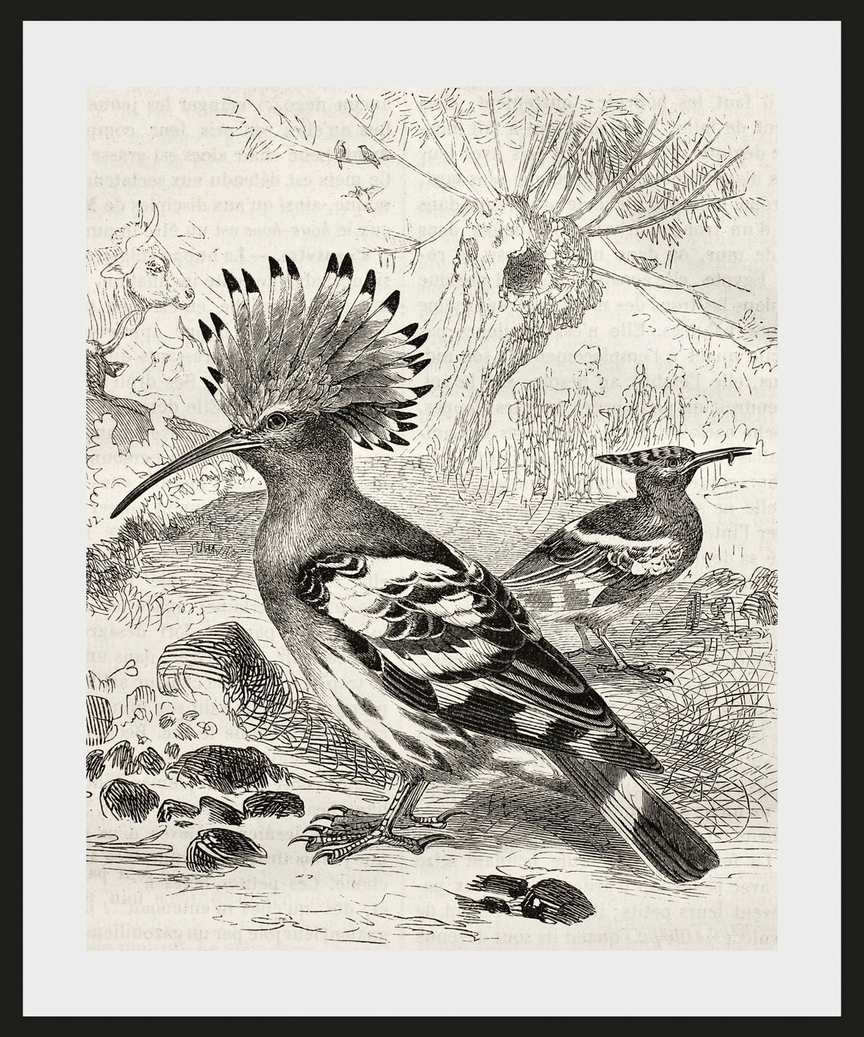 queence Image »Ferdinand« 1 cuis tlg. HD Premium Poster-Druck inkl. Holzrahmen