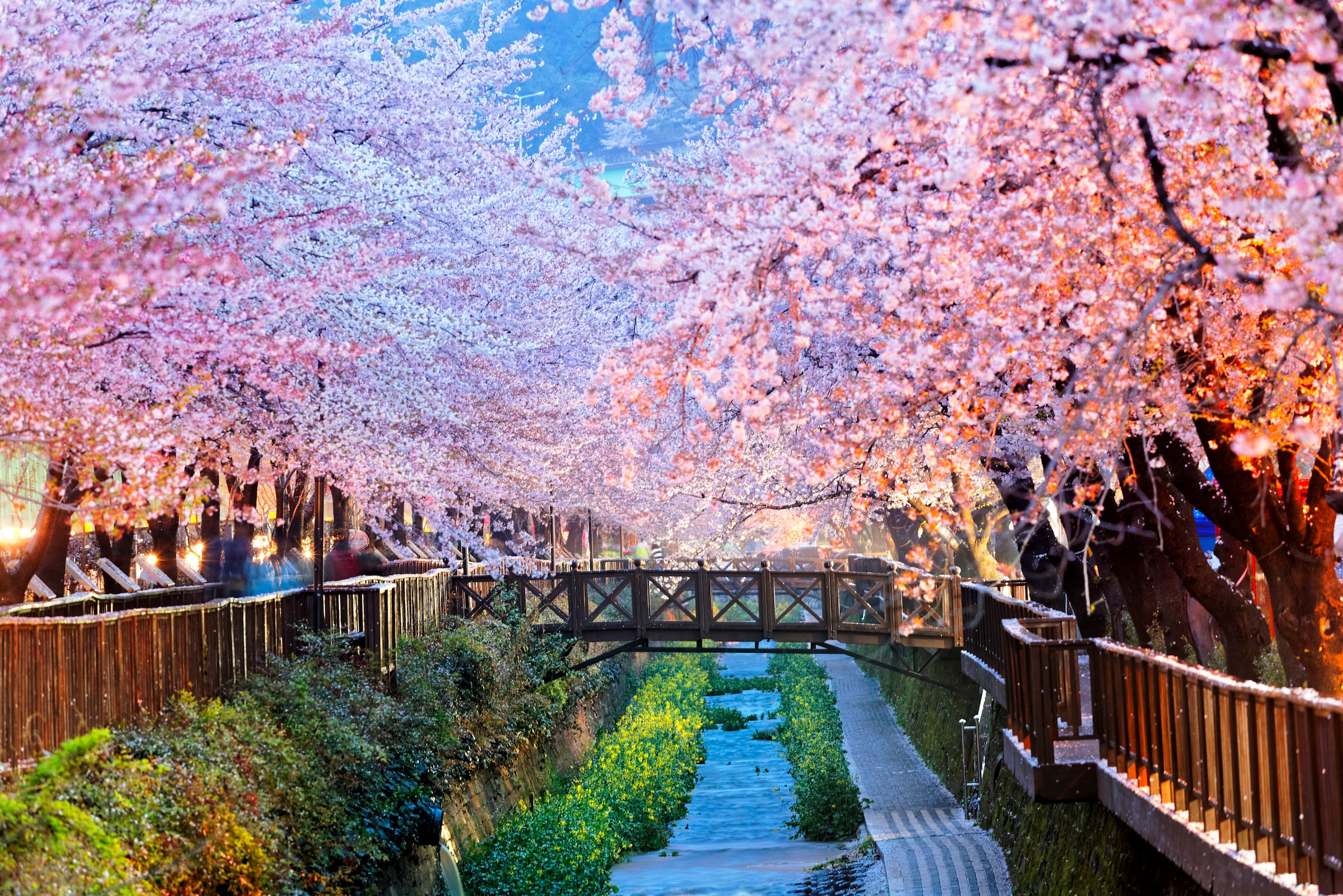 Image of Papermoon Fototapete "Cherry Blossoms Busan City" glatt