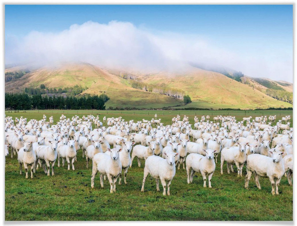Image of Wall-Art Poster »Schafherde«, Tiere, (1 St.), Poster, Wandbild, Bild, Wandposter bei Ackermann Versand Schweiz