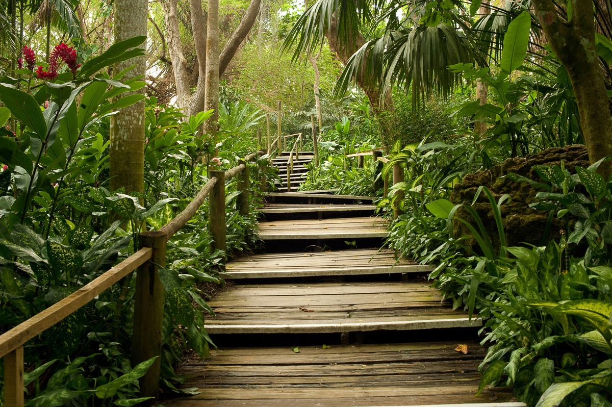 Image of Papermoon Fototapete »Dschungelweg«, Vliestapete, hochwertiger Digitaldruck bei Ackermann Versand Schweiz