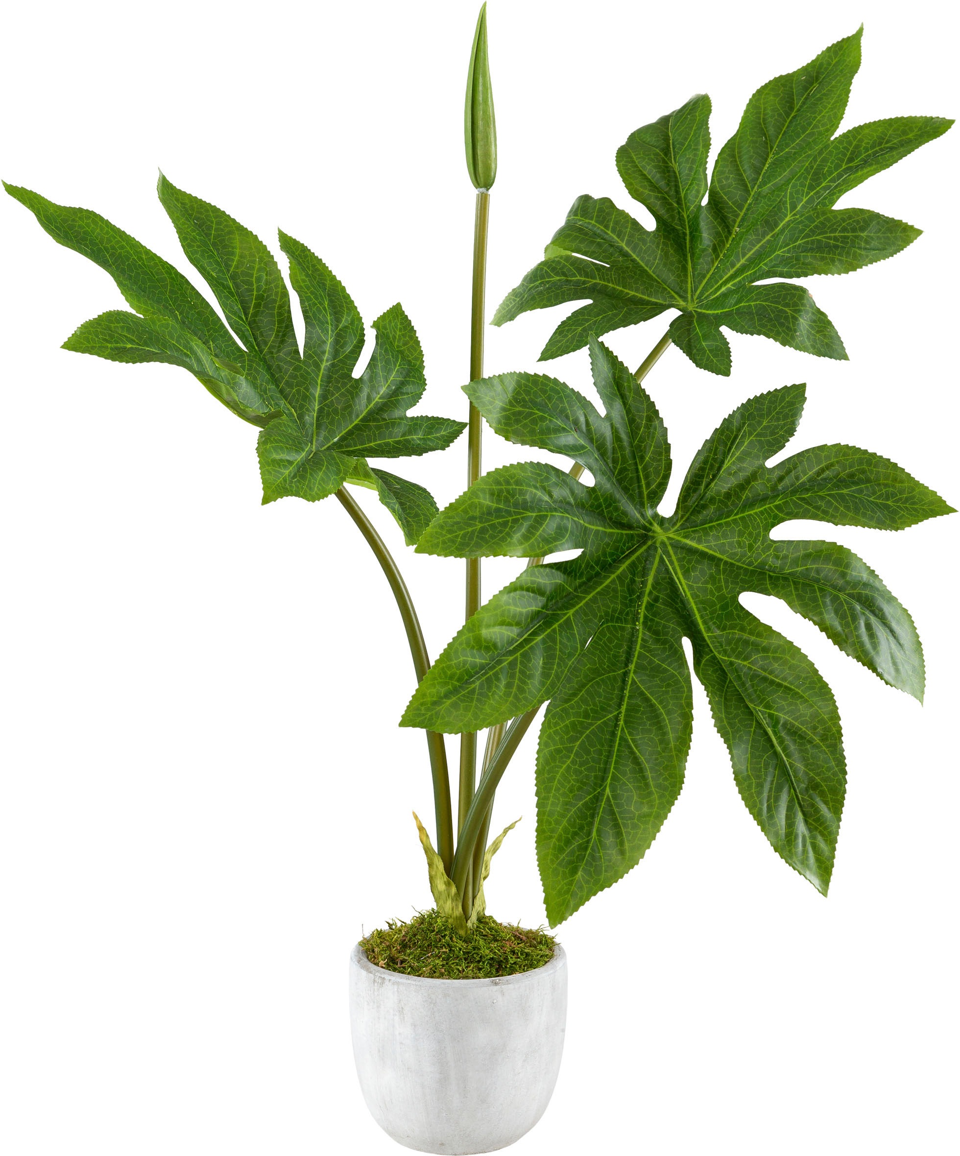 Image of Guido Maria Kretschmer Home&Living Kunstpflanze »Encadra«, (1 St.), im Zementtopf bei Ackermann Versand Schweiz