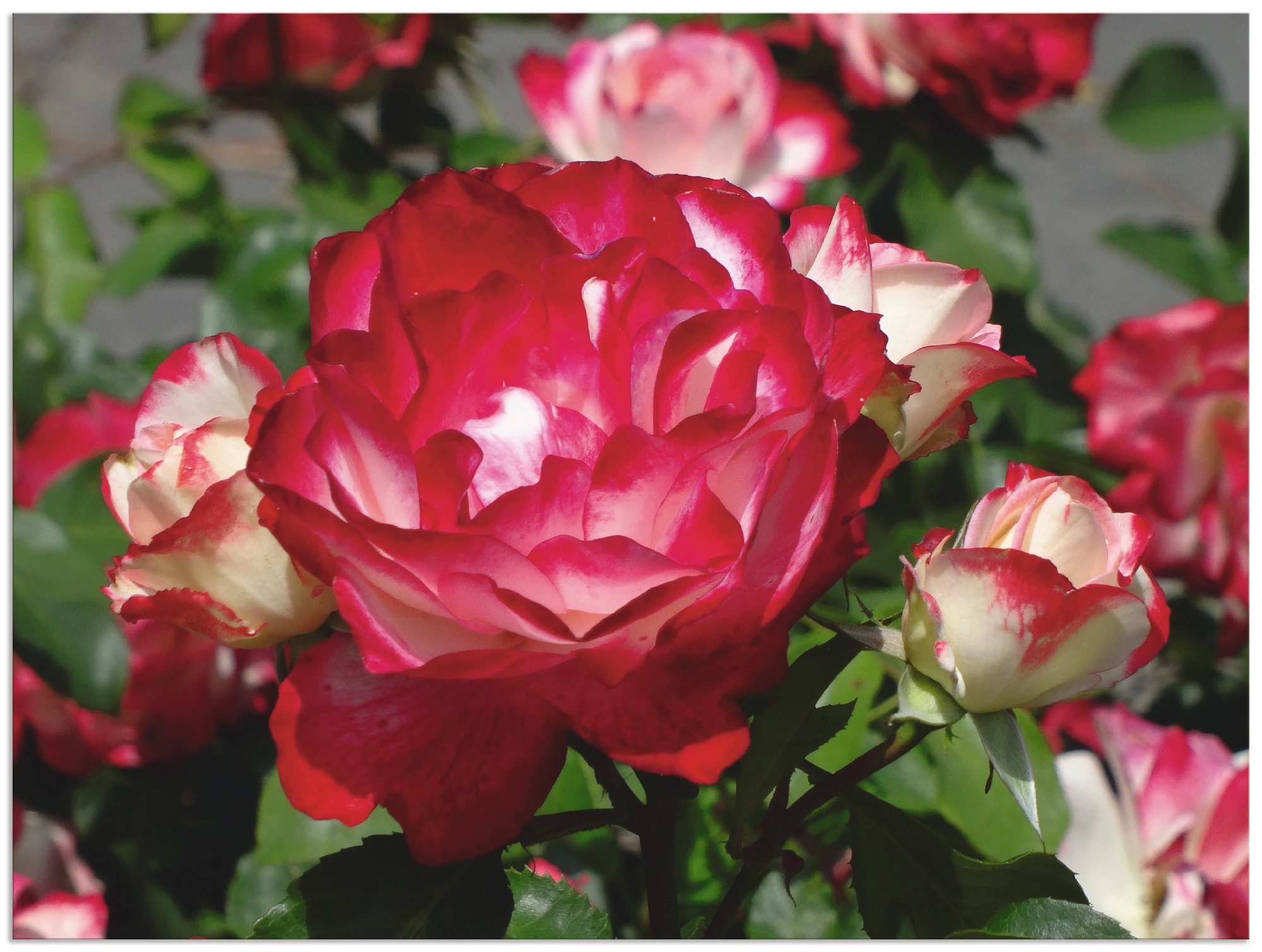 Image of Artland Wandbild »Rot weisse Rosenblüte«, Blumen, (1 St.), in vielen Grössen & Produktarten - Alubild / Outdoorbild für den Aussenbereich, Leinwandbild, Poster, Wandaufkleber / Wandtattoo auch für Badezimmer geeignet bei Ackermann Versand Schweiz