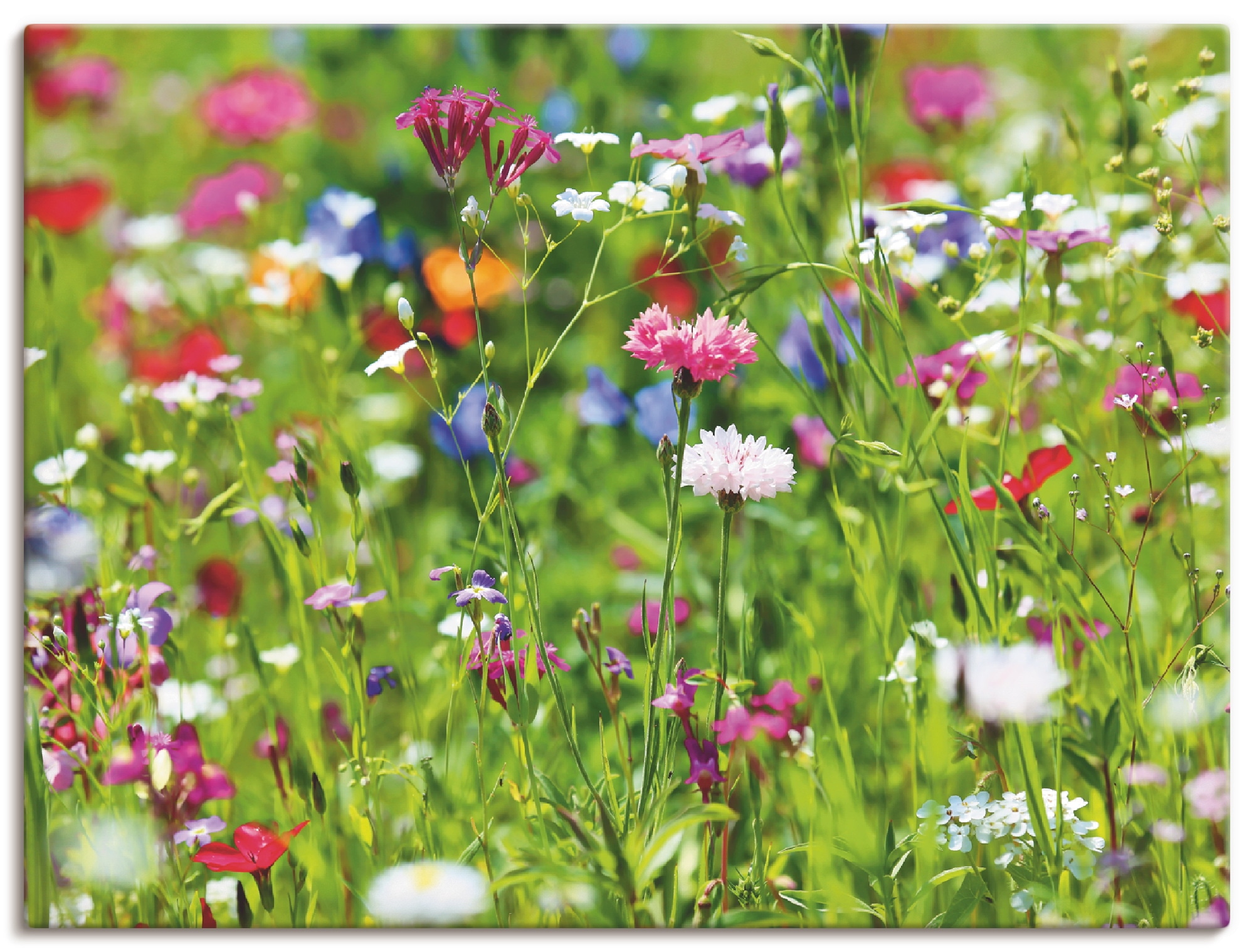 »Blumenwiese kaufen Leinwandbild, oder I«, Poster St.), in Artland versch. (1 als Wandaufkleber Blumenwiese, jetzt Grössen Wandbild