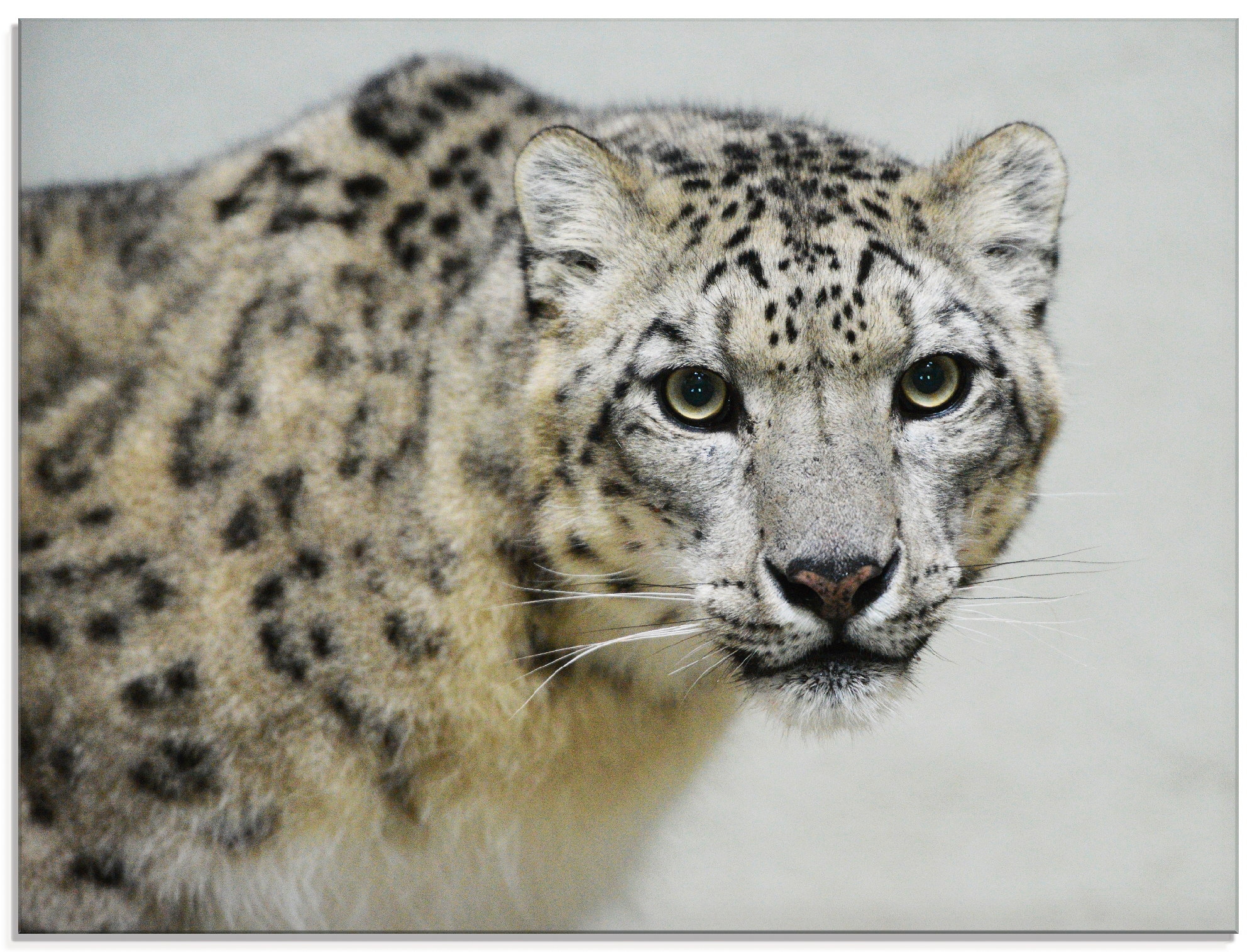 Image of Artland Glasbild "Schneeleopard" Wildtiere 1 Stk. tlg. in verschiedenen Grössen