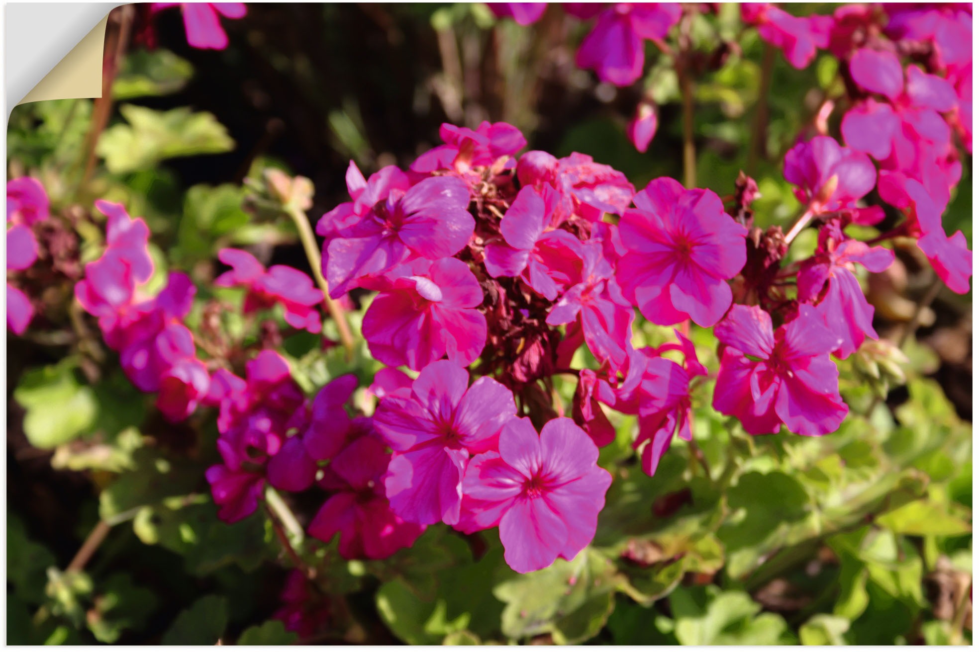 Image of Artland Wandbild »Erinnerungen an den Sommer«, Blumenbilder, (1 St.), in vielen Grössen & Produktarten - Alubild / Outdoorbild für den Aussenbereich, Leinwandbild, Poster, Wandaufkleber / Wandtattoo auch für Badezimmer geeignet bei Ackermann Versand Schwe