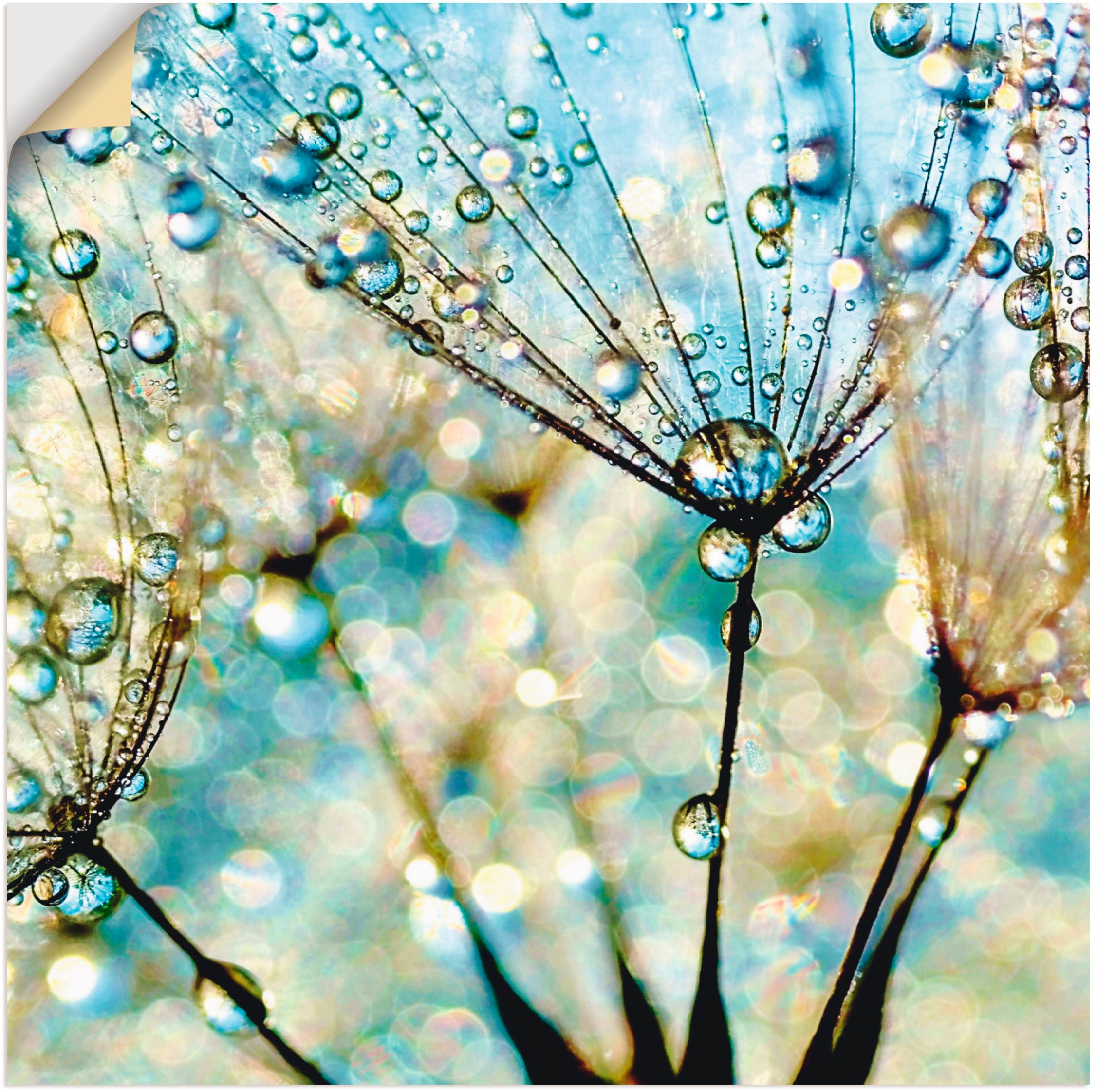 Image of Artland Wandbild »Pusteblume Blaue Diamanten«, Blumen, (1 St.), in vielen Grössen & Produktarten - Alubild / Outdoorbild für den Aussenbereich, Leinwandbild, Poster, Wandaufkleber / Wandtattoo auch für Badezimmer geeignet bei Ackermann Versand Schweiz