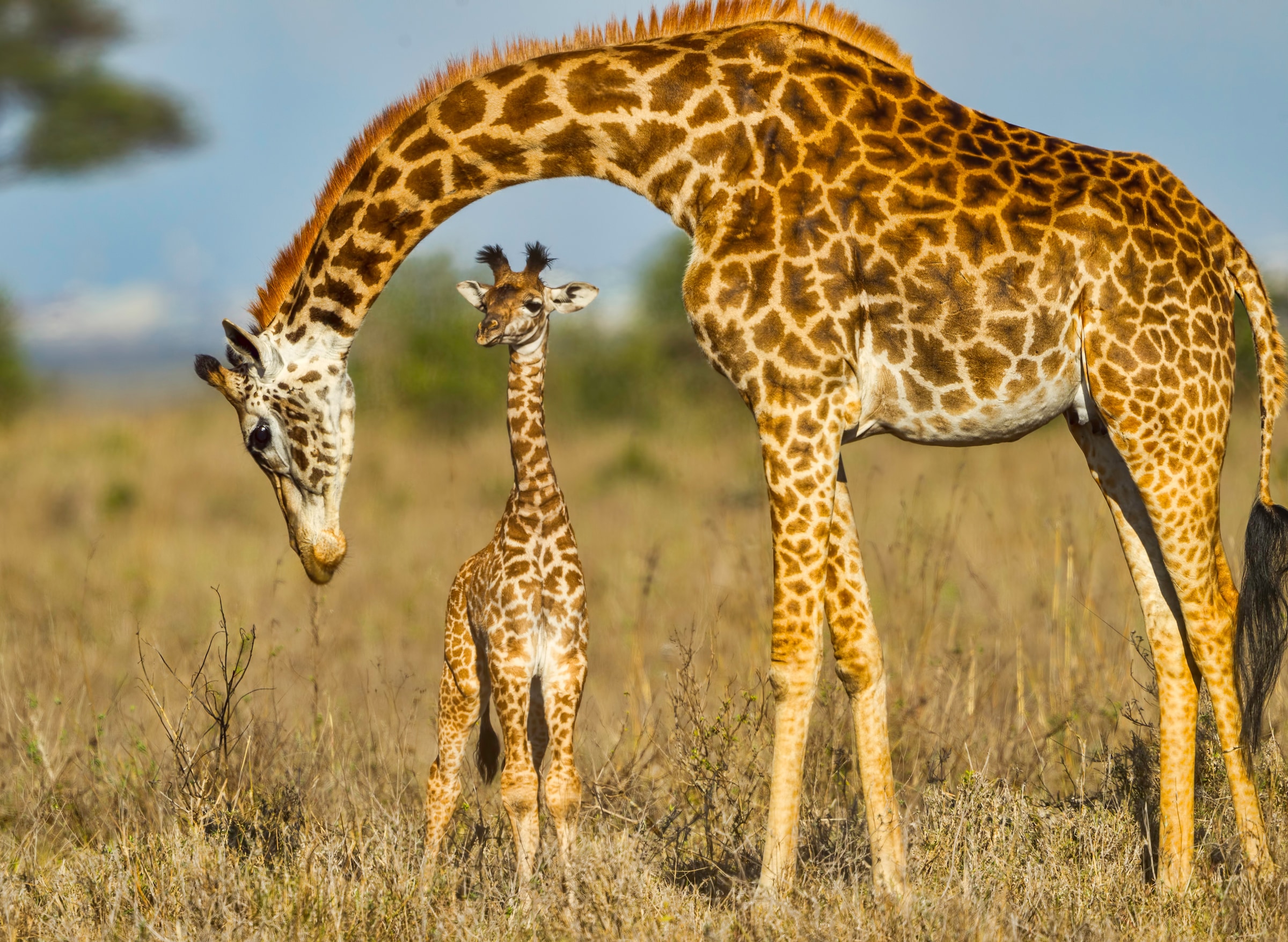 Image of Papermoon Fototapete "Masai Giraffe Protecting Baby" glatt
