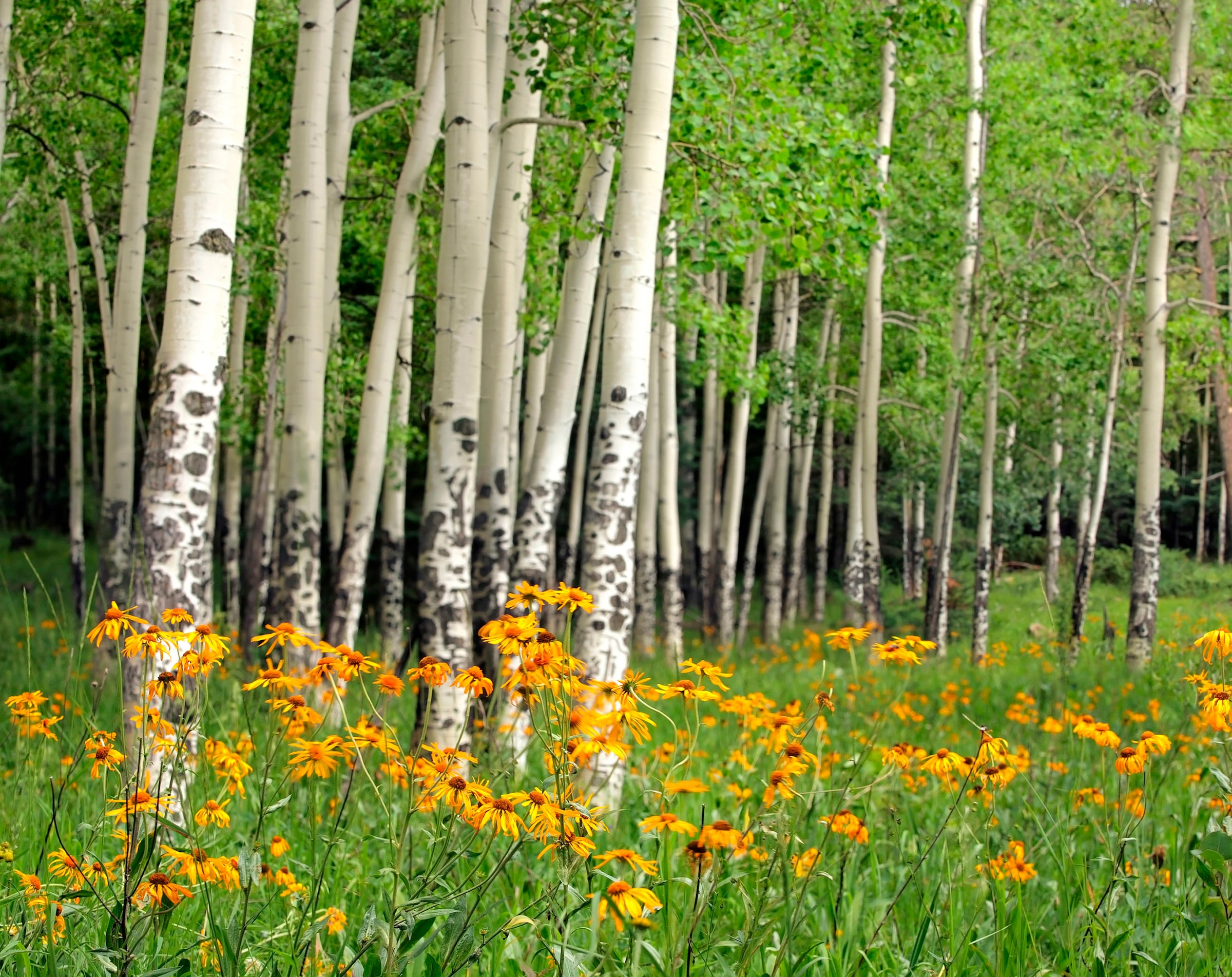Image of Papermoon Fototapete "Aspen Grove and Orange Wildflowers" glatt