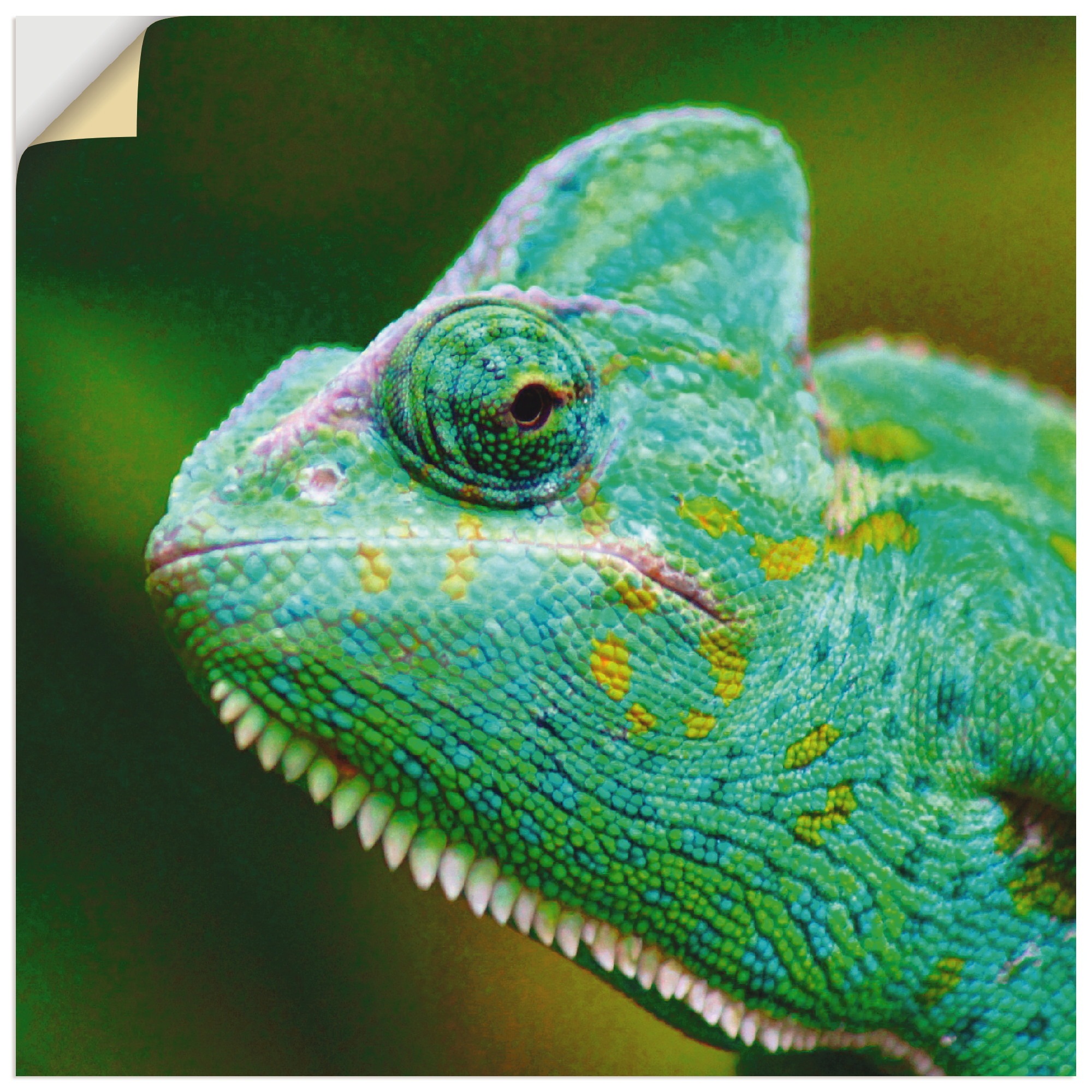 Image of Artland Wandbild »Jemenchamäleon Portrait«, Reptilien, (1 St.), in vielen Grössen & Produktarten - Alubild / Outdoorbild für den Aussenbereich, Leinwandbild, Poster, Wandaufkleber / Wandtattoo auch für Badezimmer geeignet bei Ackermann Versand Schweiz