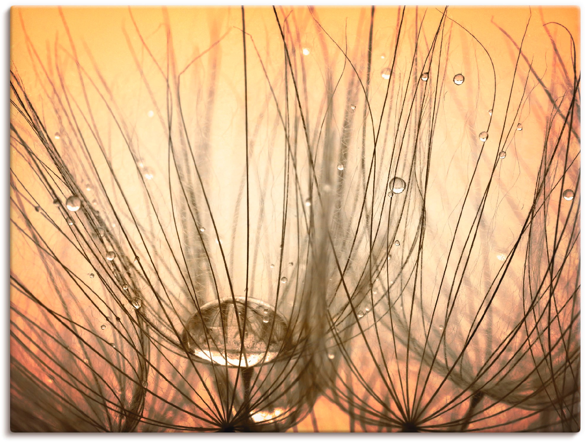 Image of Artland Wandbild »Pusteblume I«, Blumen, (1 St.), in vielen Grössen & Produktarten -Leinwandbild, Poster, Wandaufkleber / Wandtattoo auch für Badezimmer geeignet bei Ackermann Versand Schweiz