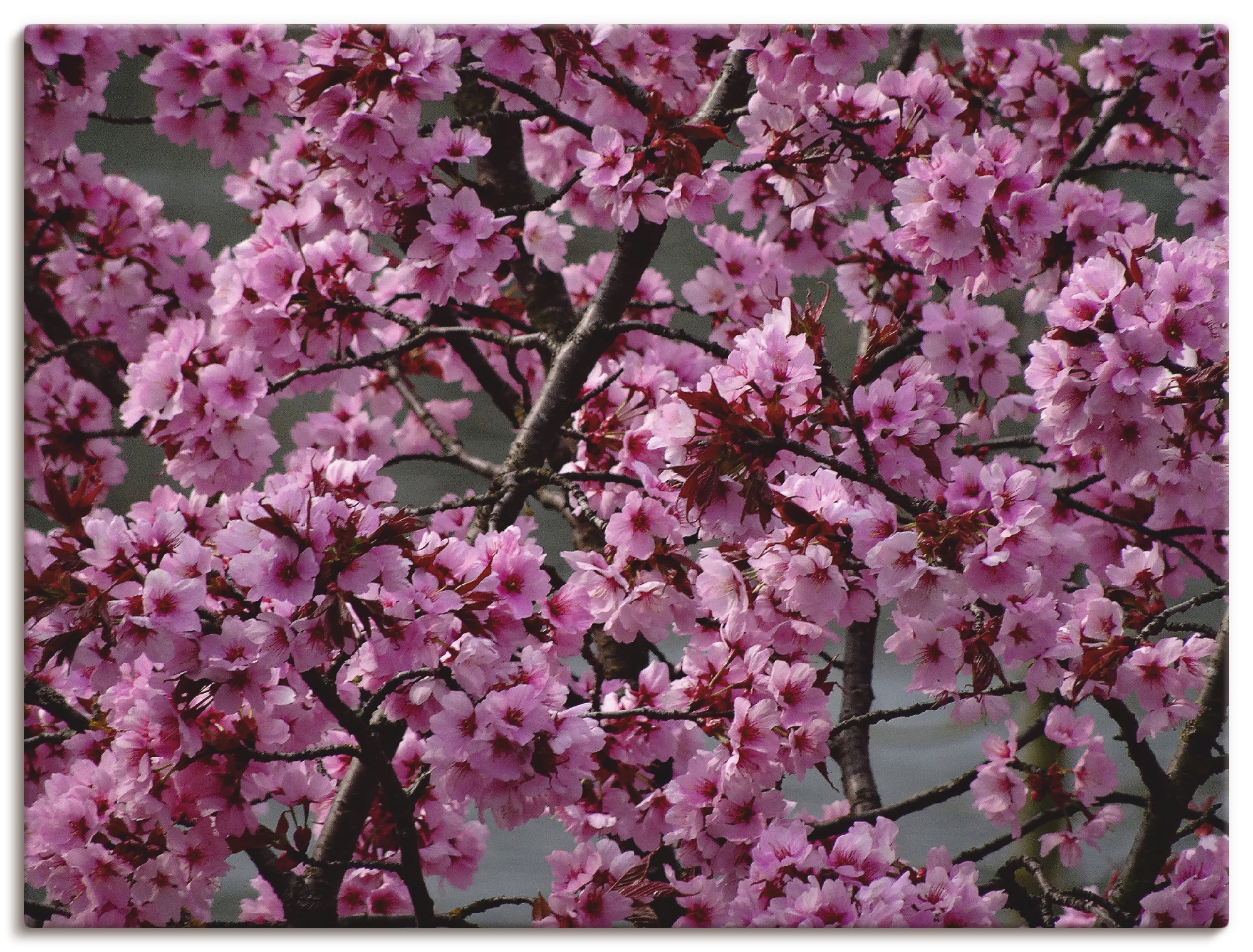 Artland Wandbild »Japanische Zierkirschen Blüte«, Bäume, (1 St.), als Leinwandbild, Poster in verschied. Grössen