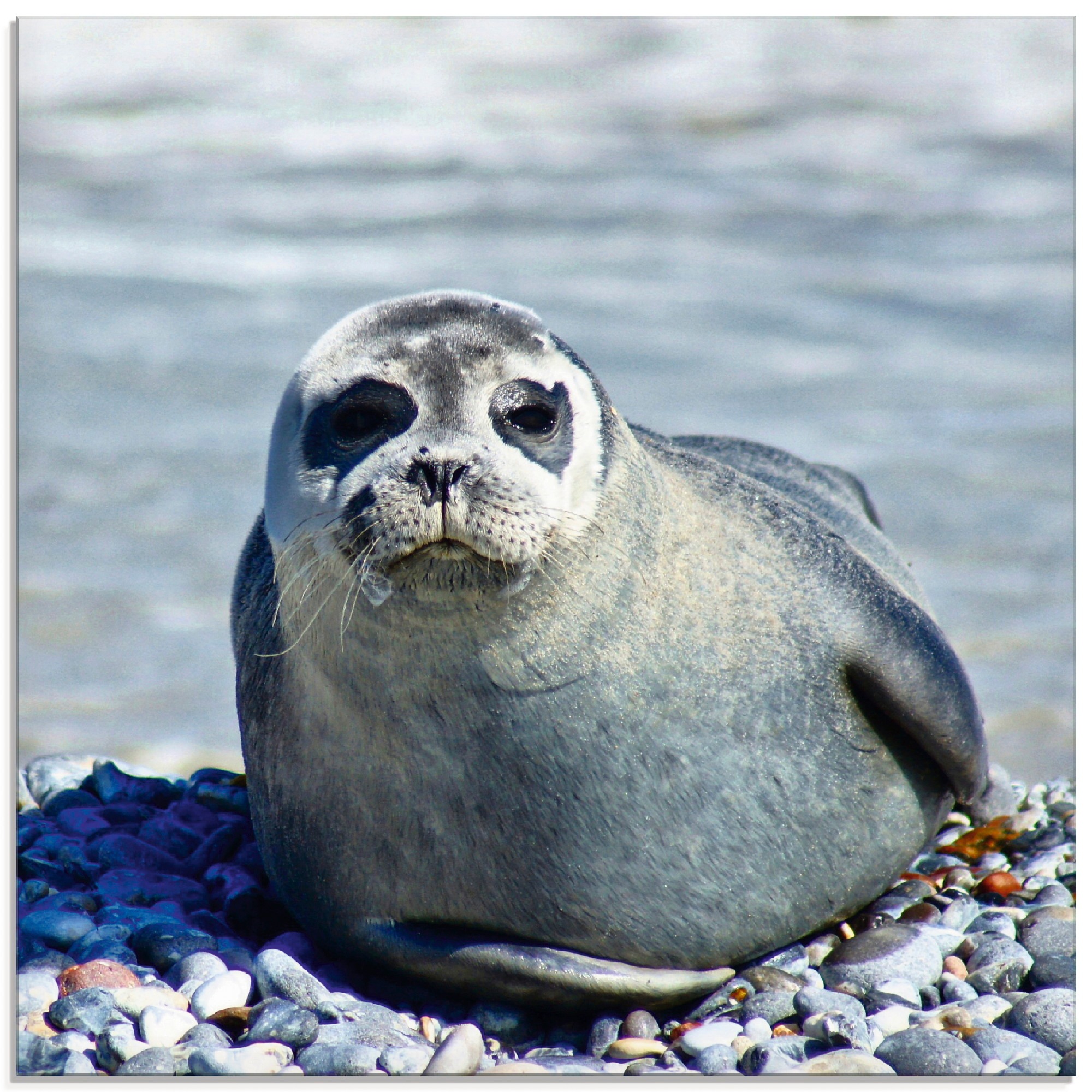 Image of Artland Glasbild »Robbe am Strand von Helgoland«, Wassertiere, (1 St.) bei Ackermann Versand Schweiz