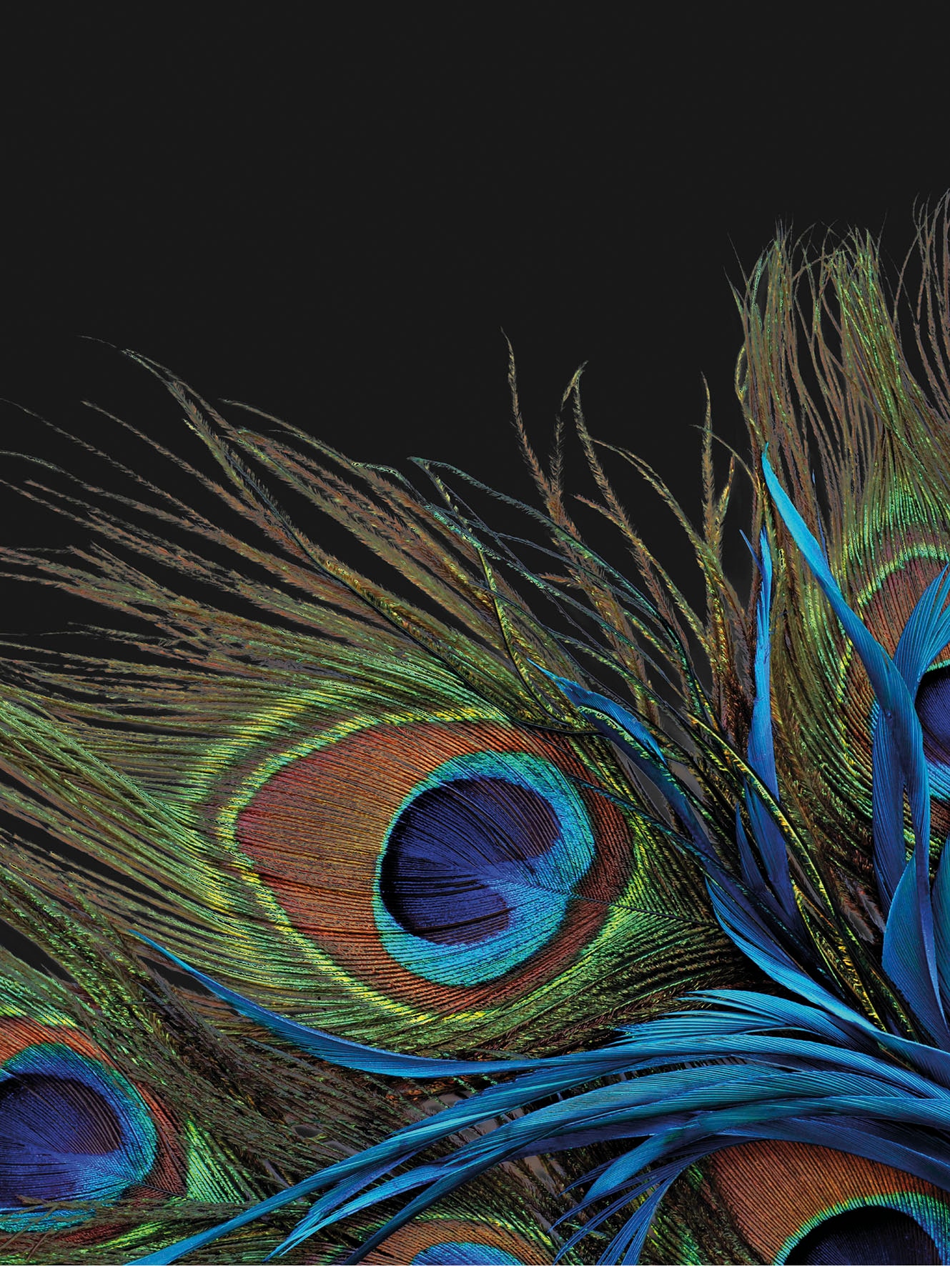 Image of KiNZLER Wohndecke "Mikrofaser Fotodruck "Pfau"" Kuscheldecke, bedruckt, 150x200 cm