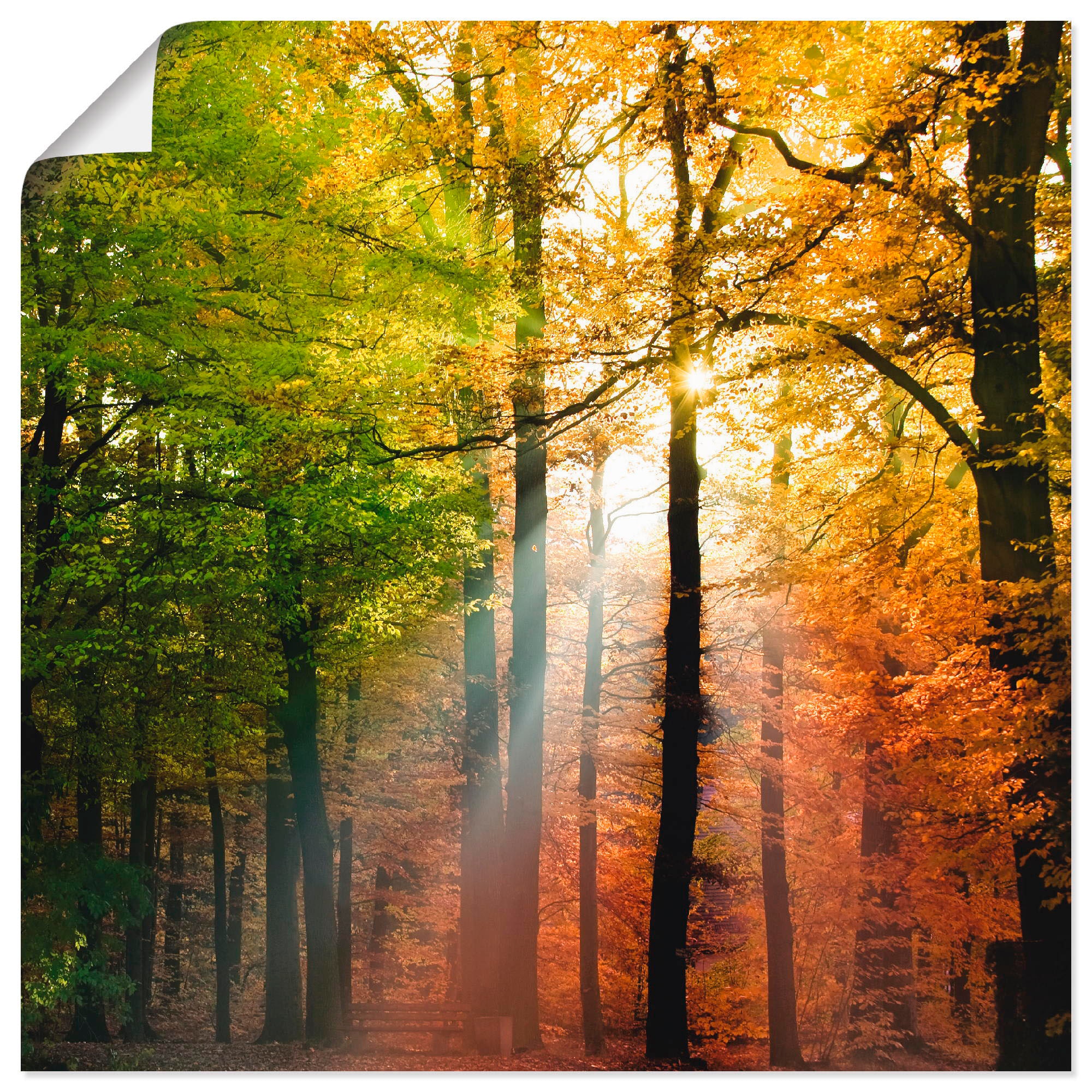 Wandbild »Schöner Herbsttag 2«, Wald, (1 St.), als Alubild, Outdoorbild, Leinwandbild,...