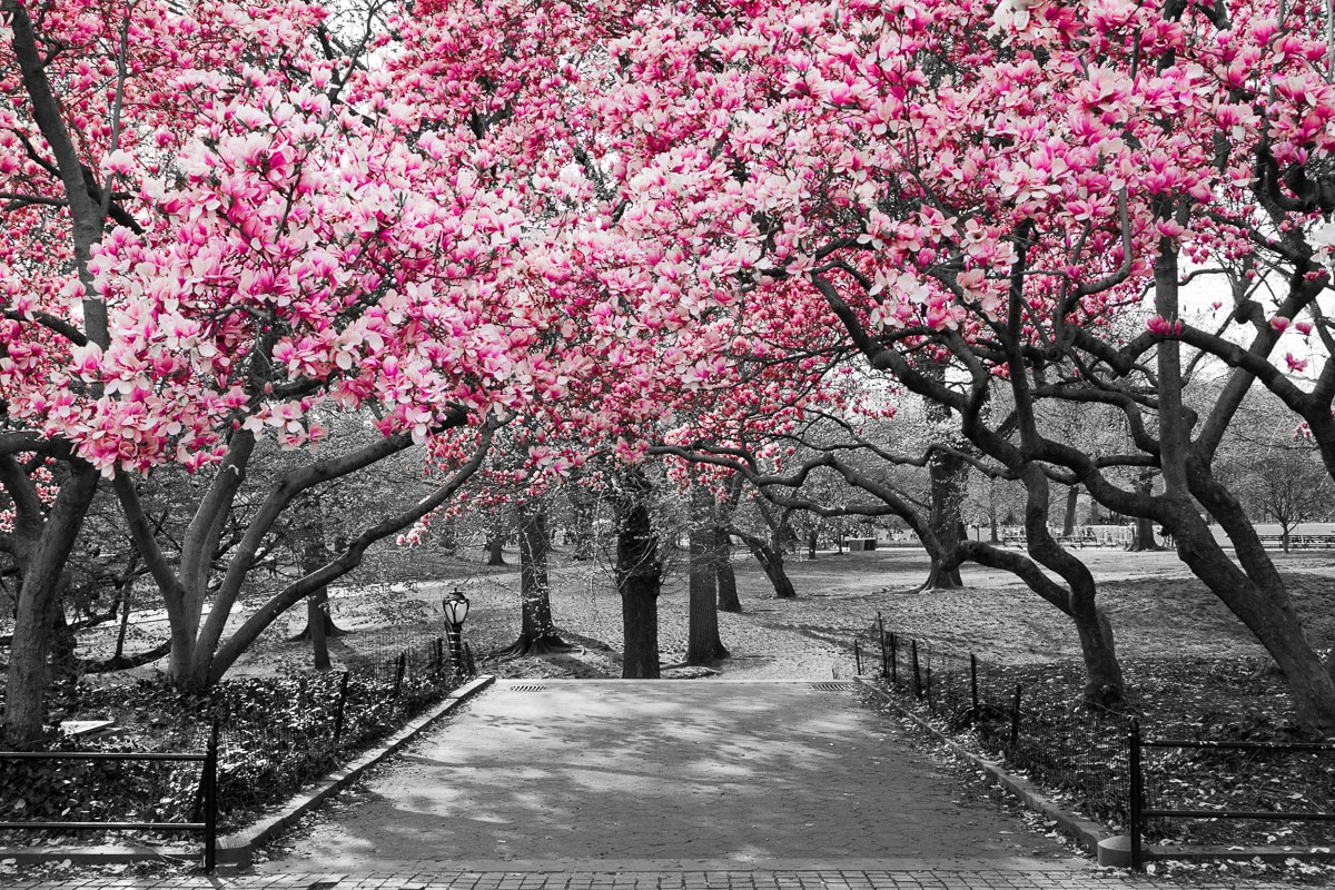 Image of Papermoon Fototapete "Rosa Blüten"