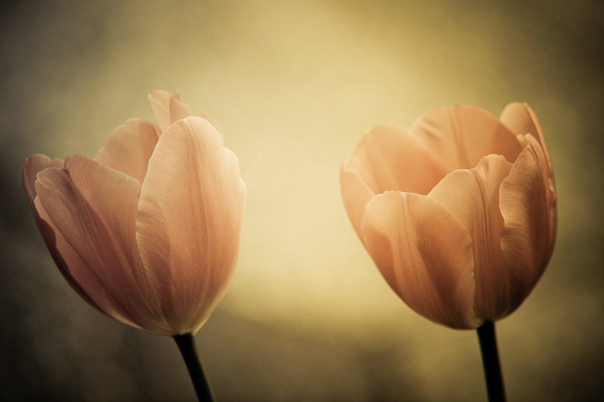 Papermoon Fototapete »Blumen«