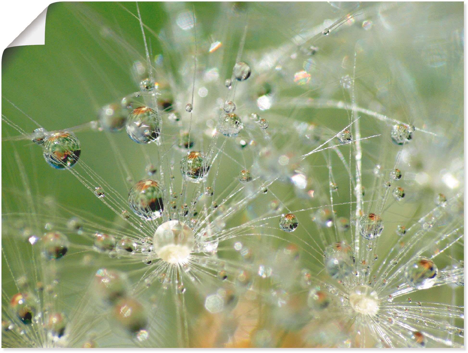 Image of Artland Wandbild »Wassertropfen Pusteblume«, Blumen, (1 St.), in vielen Grössen & Produktarten -Leinwandbild, Poster, Wandaufkleber / Wandtattoo auch für Badezimmer geeignet bei Ackermann Versand Schweiz