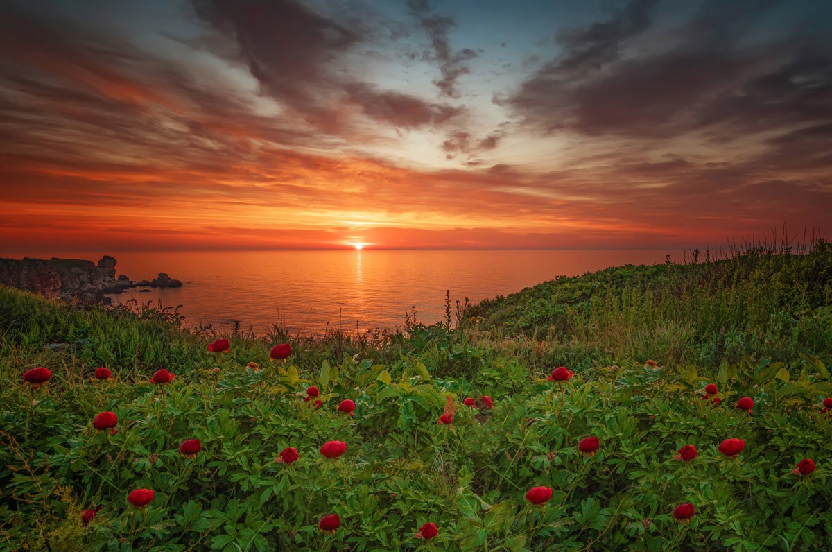 Image of Papermoon Fototapete "Blumenwiese am Meer"