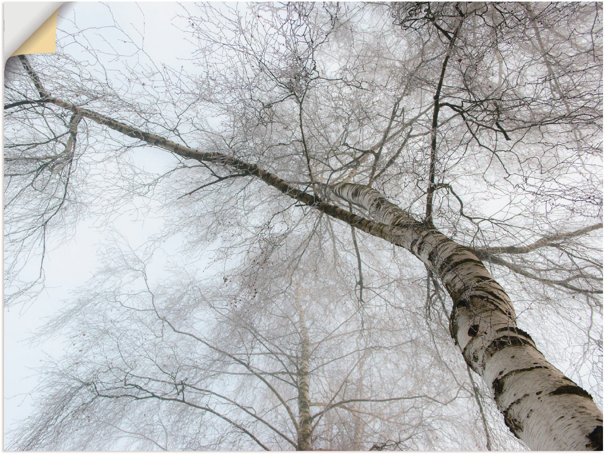 Wandbild »Winter Birke«, Bäume, (1 St.), als Leinwandbild, Wandaufkleber in verschied....
