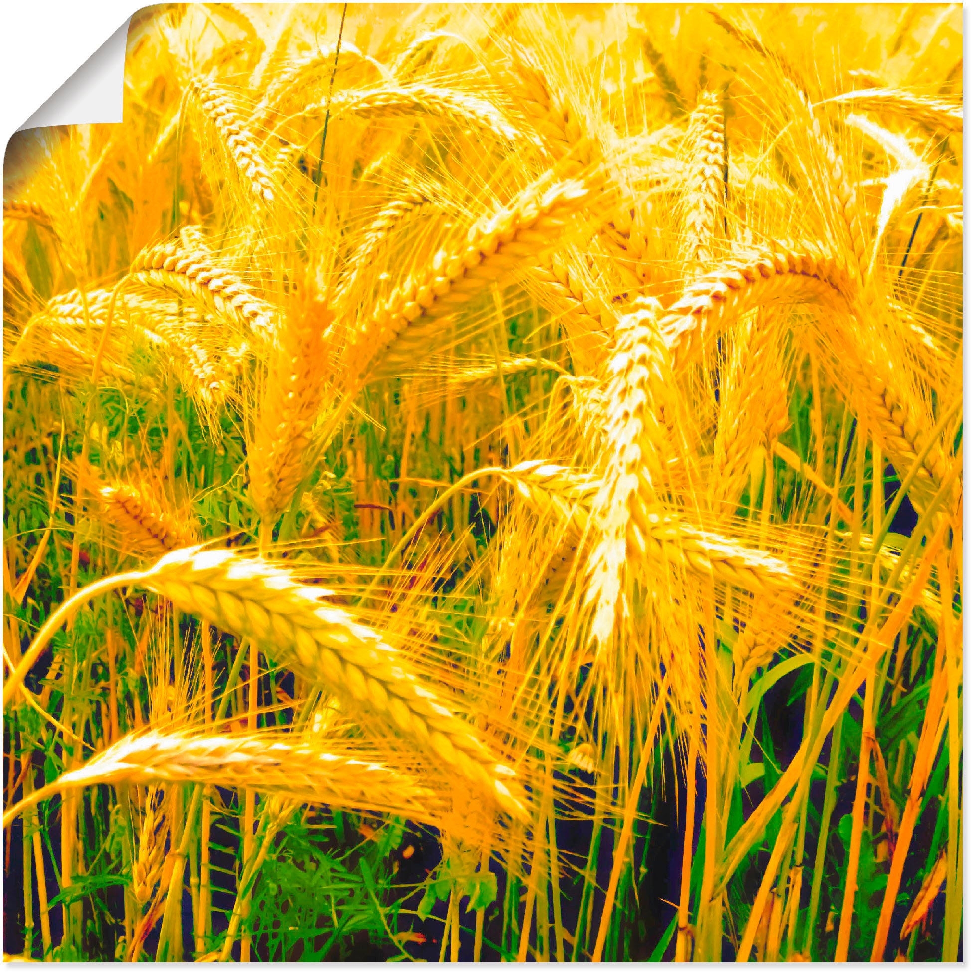 Image of Artland Wandbild »Erntegold«, Pflanzen, (1 St.), in vielen Grössen & Produktarten -Leinwandbild, Poster, Wandaufkleber / Wandtattoo auch für Badezimmer geeignet bei Ackermann Versand Schweiz