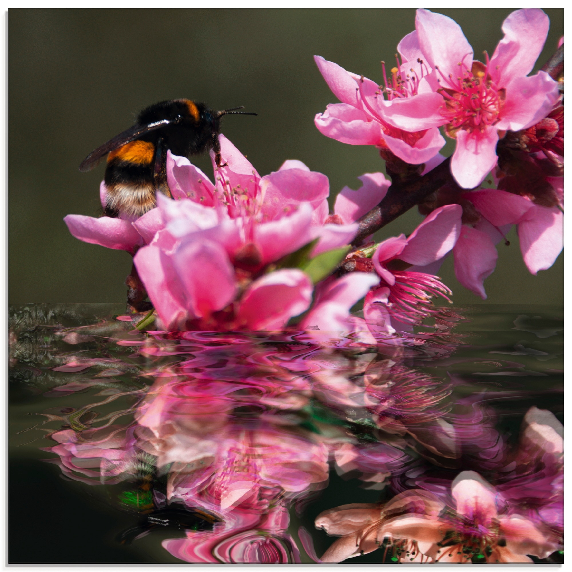 Image of Artland Glasbild "Pfirsichblüte mit Hummel" Blumen 1 Stk. tlg. in verschiedenen Grössen