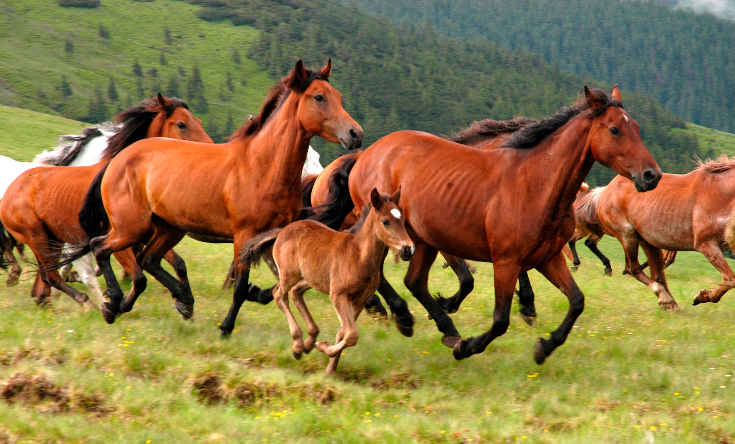 Image of Papermoon Fototapete »Wild Horses«, matt, BlueBack, 7 Bahnen, 350 x 260 cm bei Ackermann Versand Schweiz