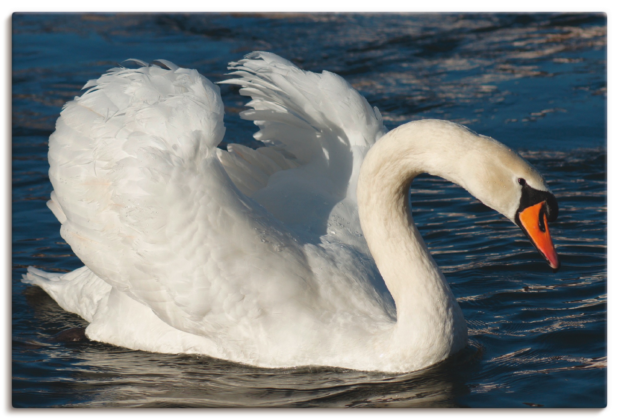 Image of Artland Wandbild »Schwanen Balz«, Vögel, (1 St.), in vielen Grössen & Produktarten -Leinwandbild, Poster, Wandaufkleber / Wandtattoo auch für Badezimmer geeignet bei Ackermann Versand Schweiz