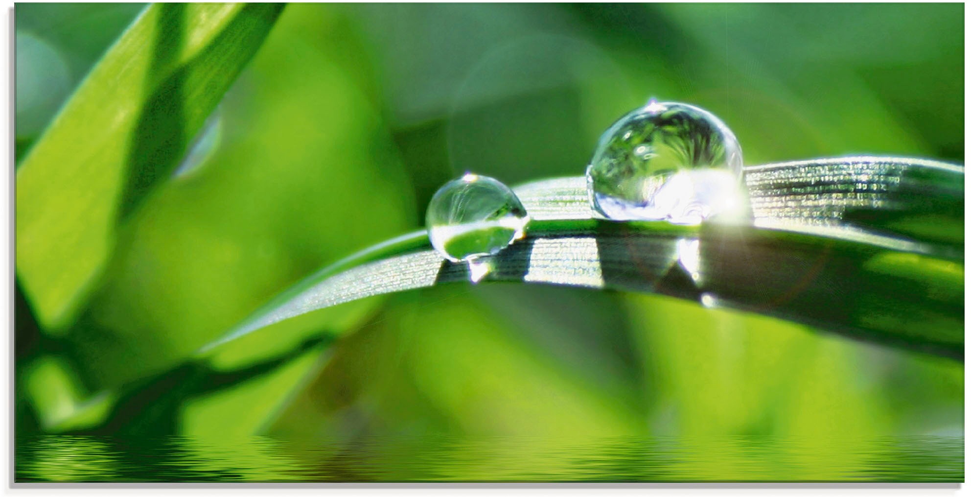 Image of Artland Glasbild »Grüner Hintergrund mit Gras«, Gräser, (1 St.) bei Ackermann Versand Schweiz