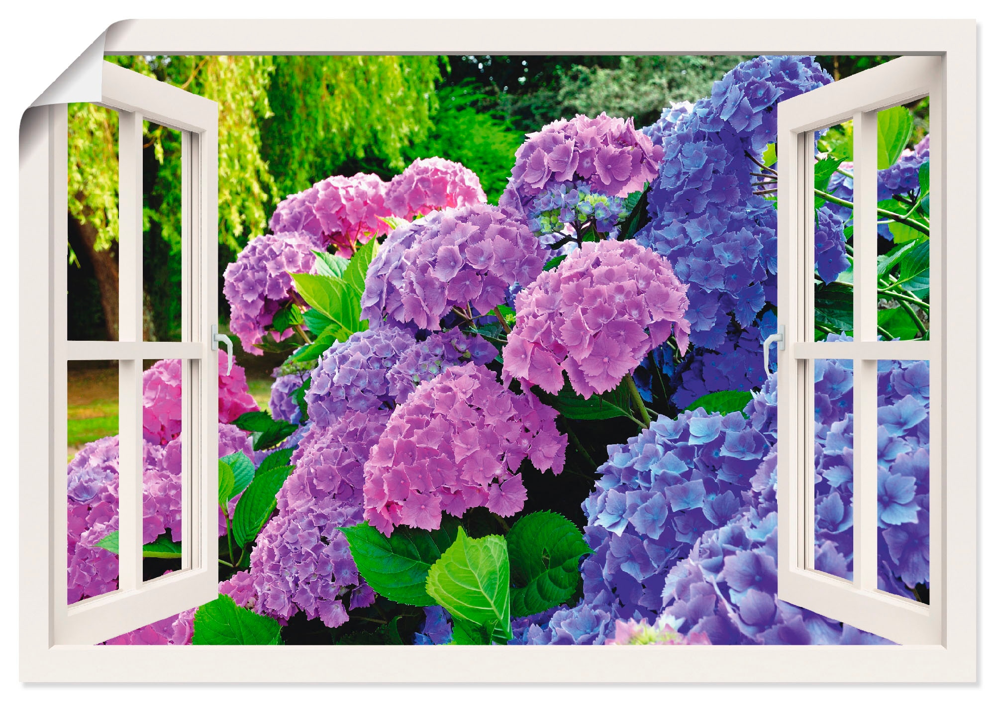 Hortensien kaufen Blumen, »Fensterblick Wandaufkleber Alubild, Poster Garten«, (1 jetzt oder als Grössen in St.), Artland Leinwandbild, versch. Wandbild im