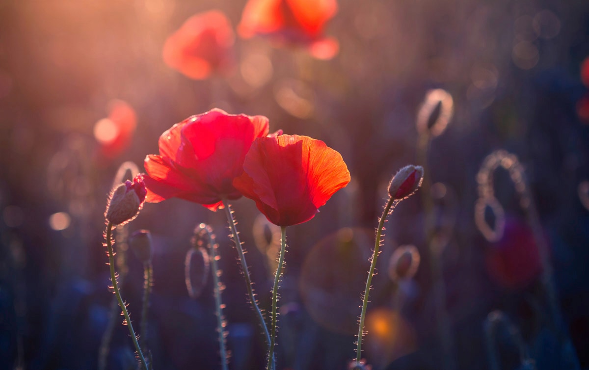 Image of Papermoon "Blumen"