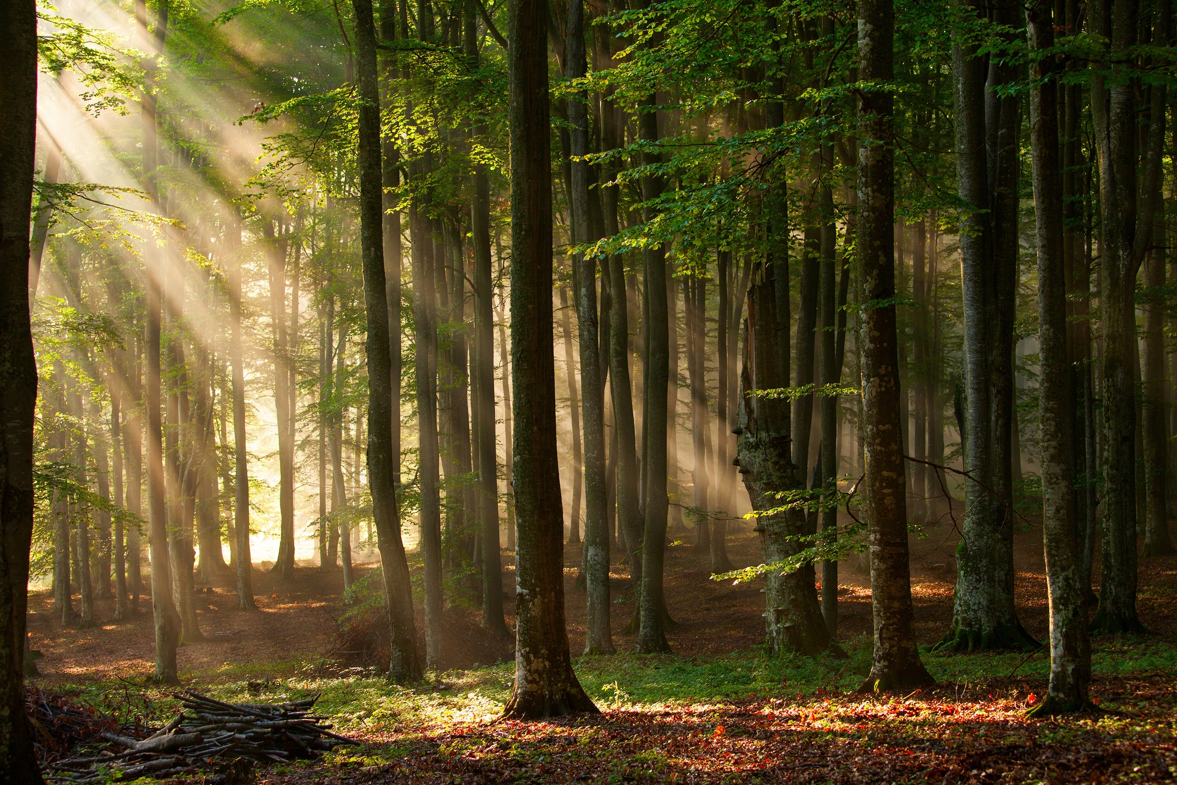 Image of Papermoon Fototapete »Autumn Forest« bei Ackermann Versand Schweiz