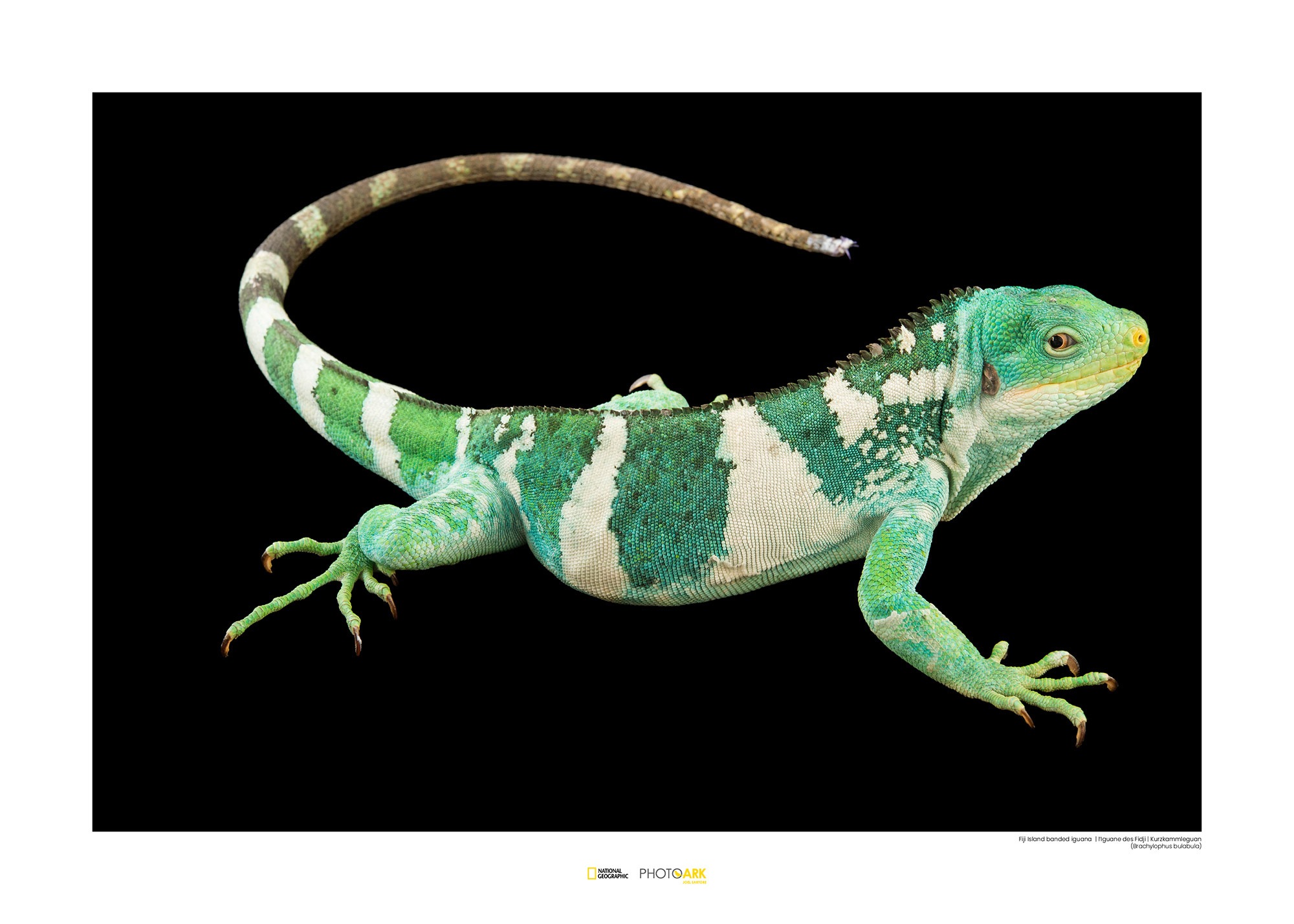 Image of Komar Poster »Fiji Island Banded Iguana«, Tiere, Höhe: 30cm bei Ackermann Versand Schweiz