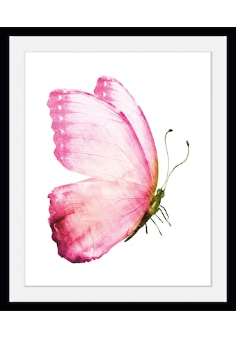 queence Bild »Apache«, Schmetterlinge, (1 St.) kaufen