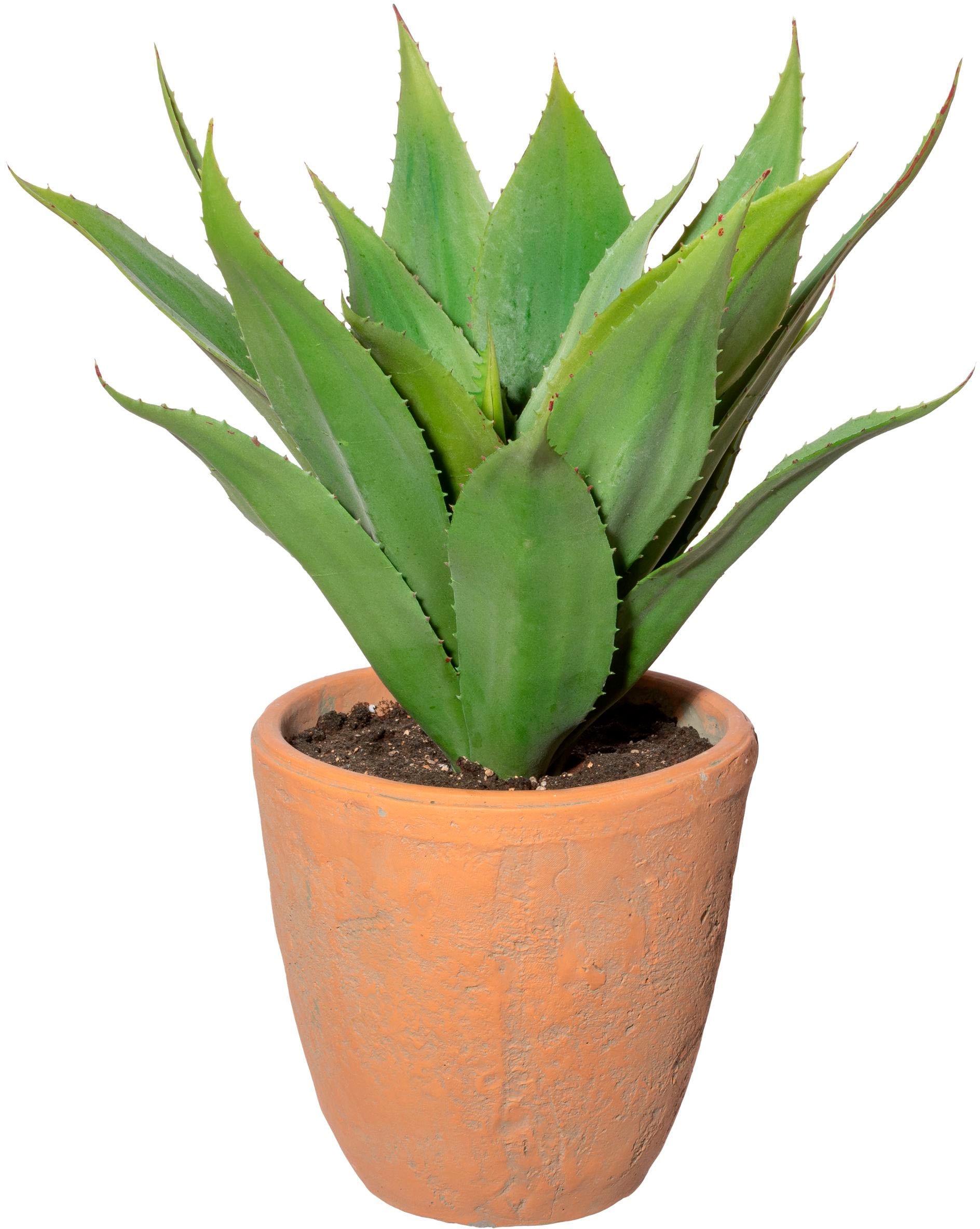 Creativ green Künstliche Zimmerpflanze »Agave im Terracottatopf«