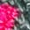 grau/pink
