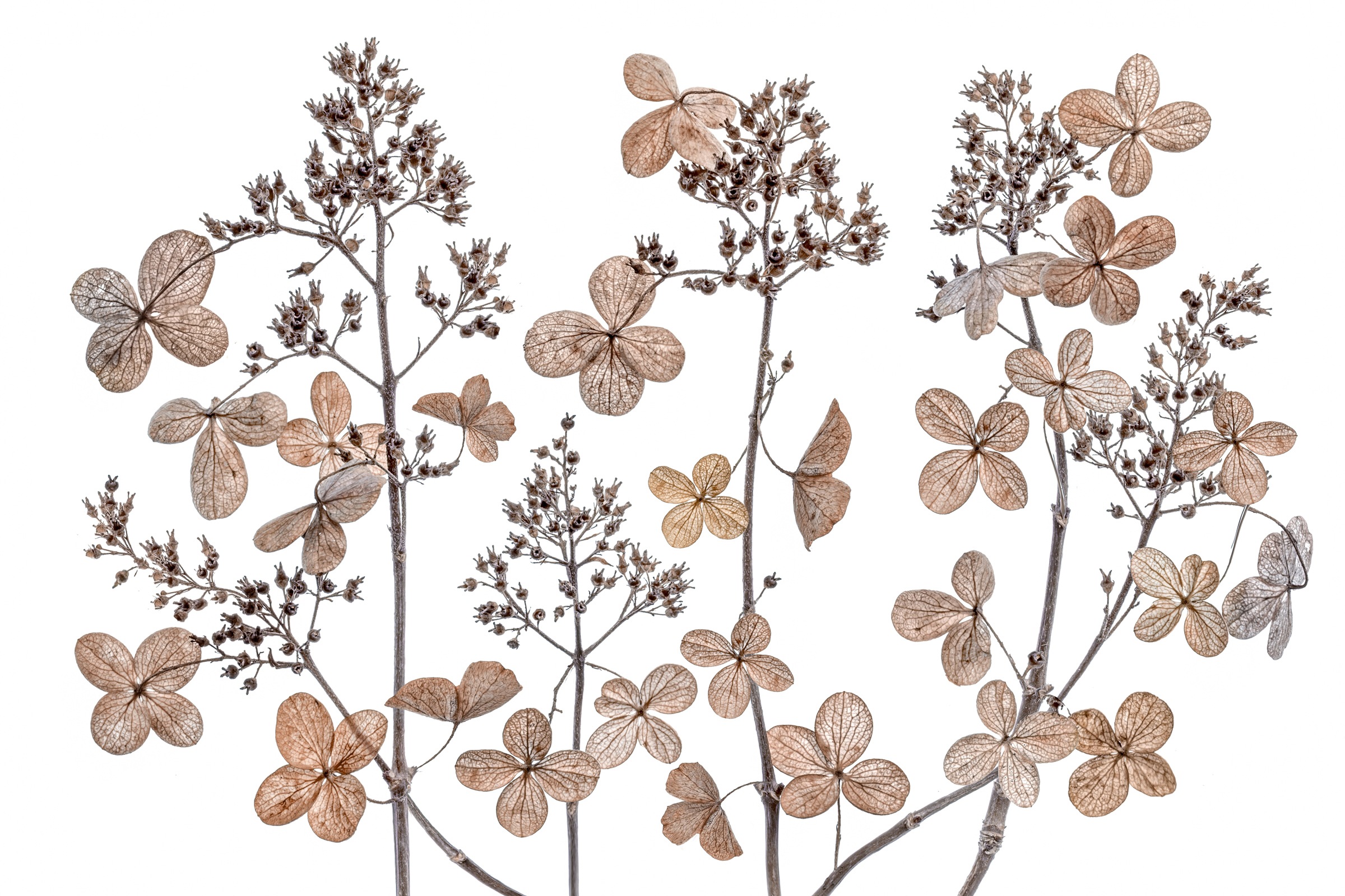 Image of Papermoon Fototapete »Photo-Art MANDY DISHER, HORTENSIE-PANIKULATA«, Vliestapete, hochwertiger Digitaldruck, inklusive Kleister bei Ackermann Versand Schweiz